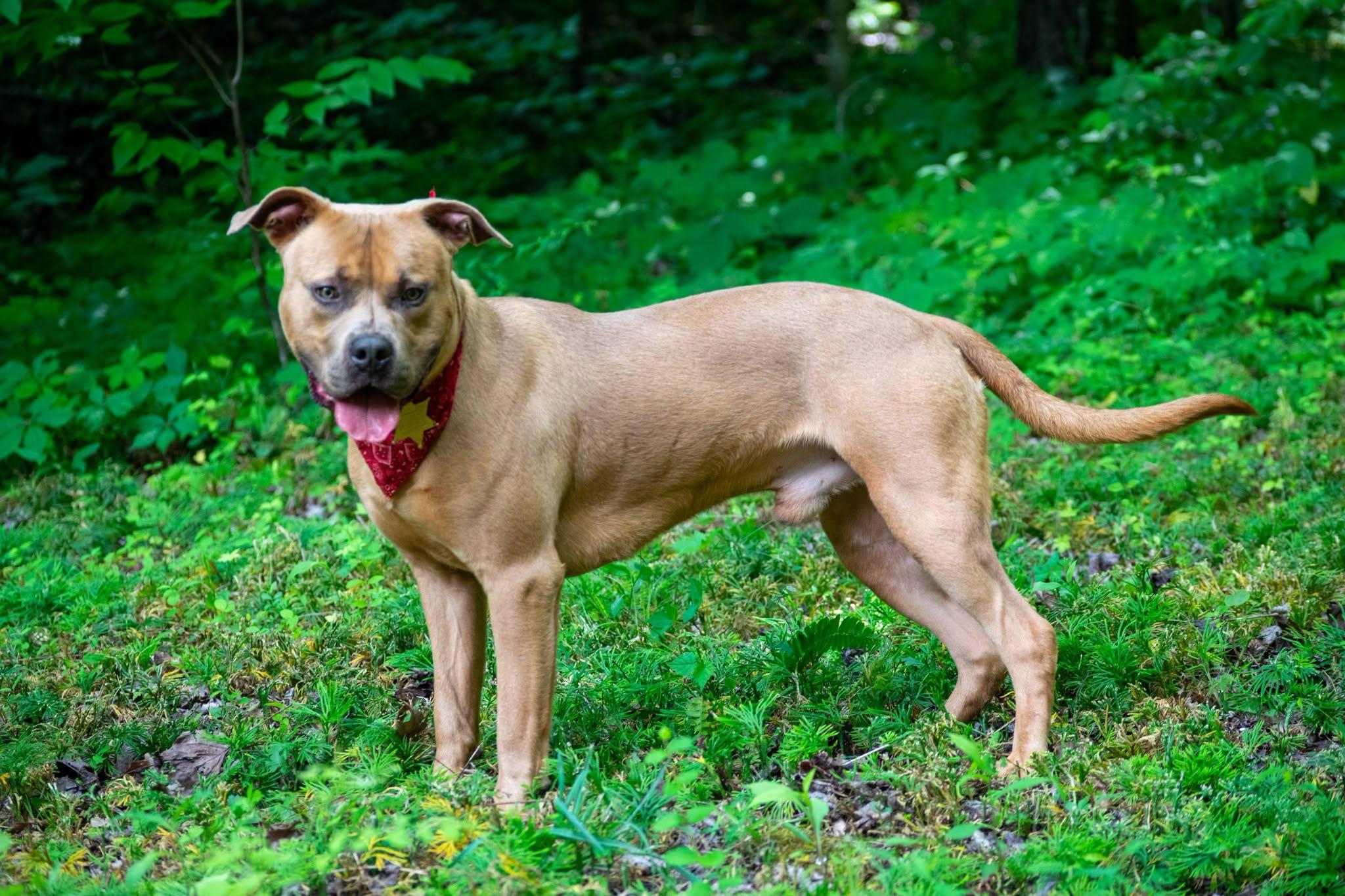 Enlarge Cowboy, a ADOPTABLE mixed breed in Sevierville, TN image 3/4