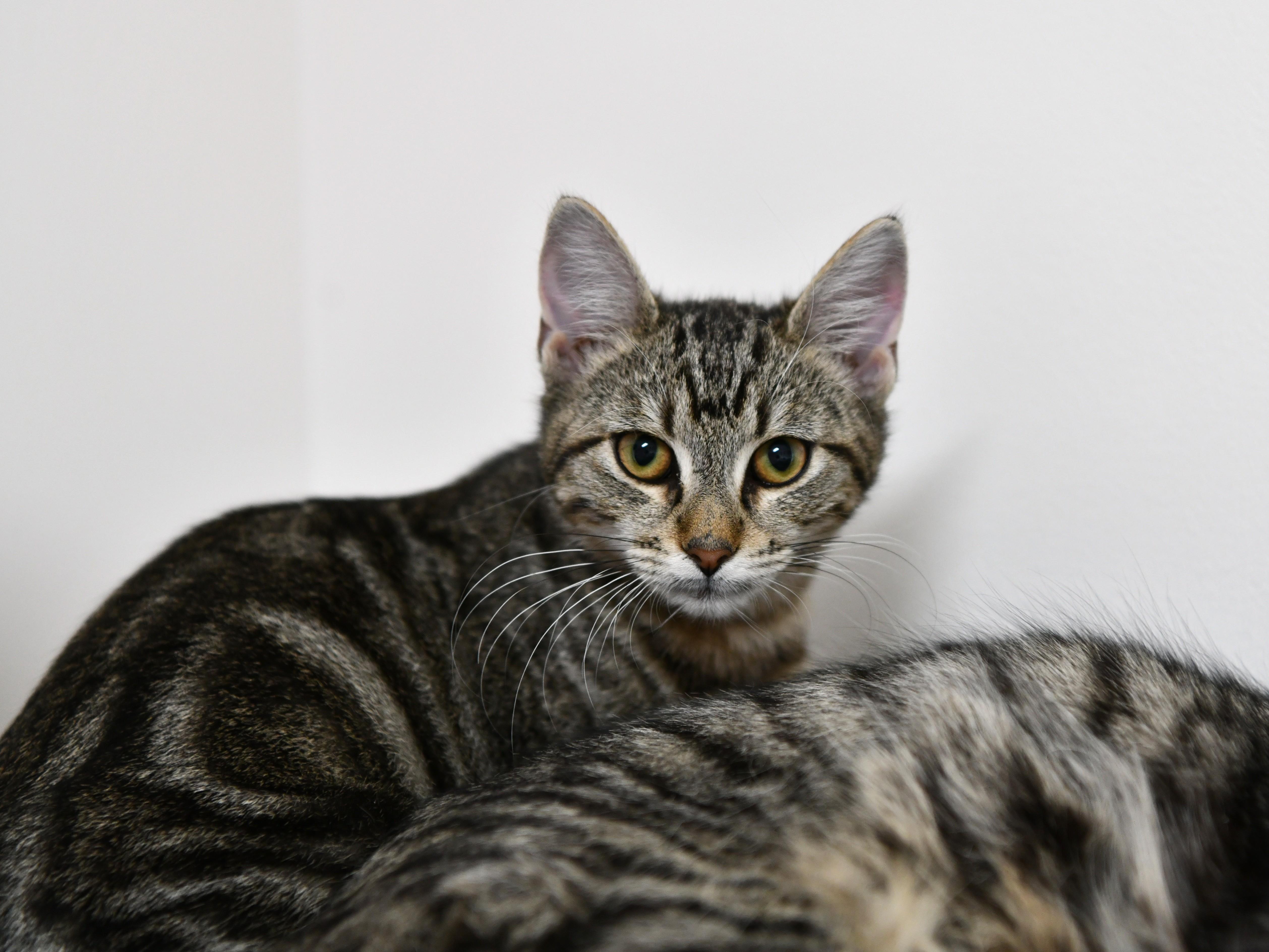 Enlarge Patty, a ADOPTABLE Domestic Short Hair in Fairhope, AL image 1/1