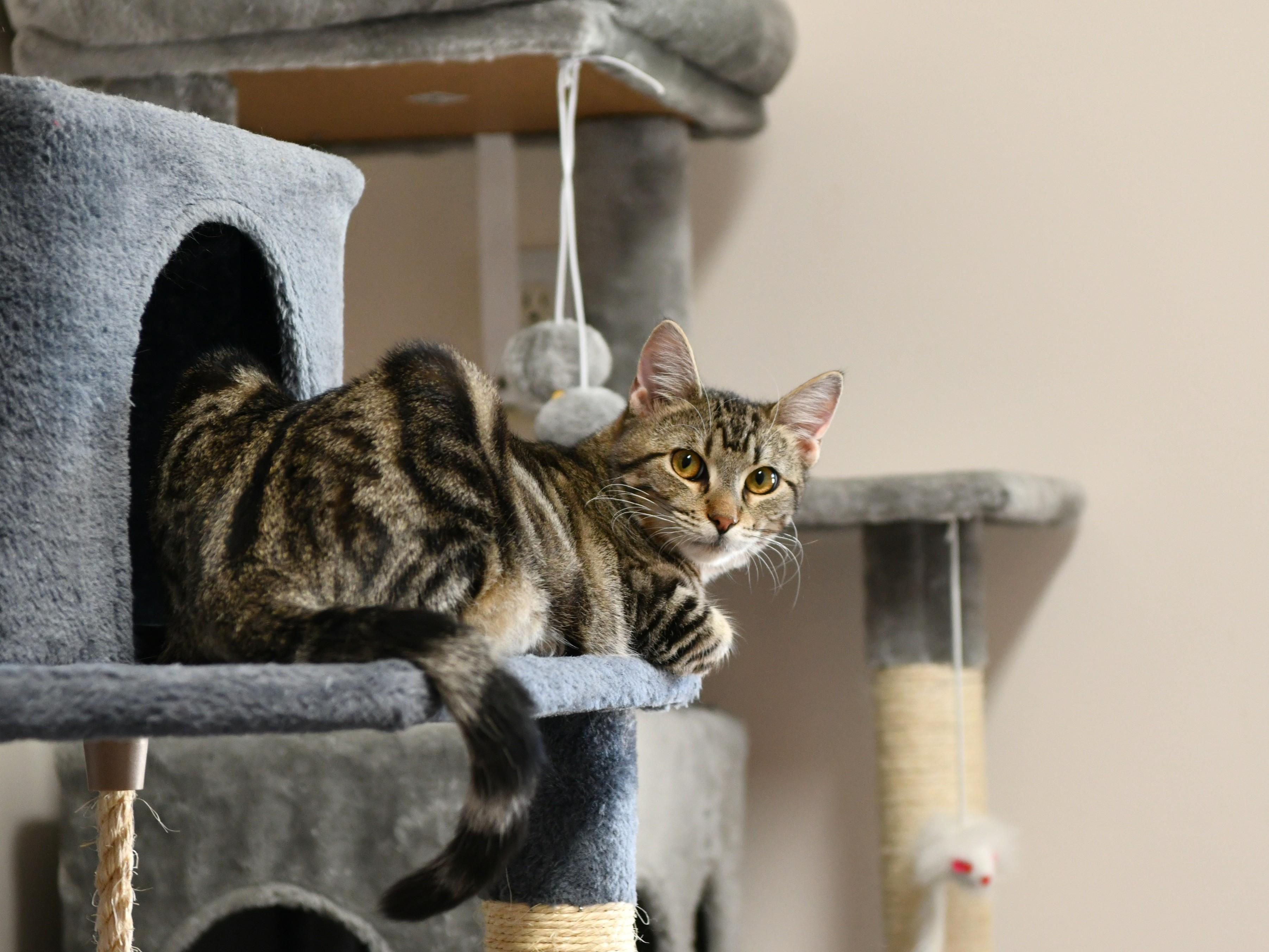 Enlarge Patty, a ADOPTABLE Domestic Short Hair in Fairhope, AL image 2/2