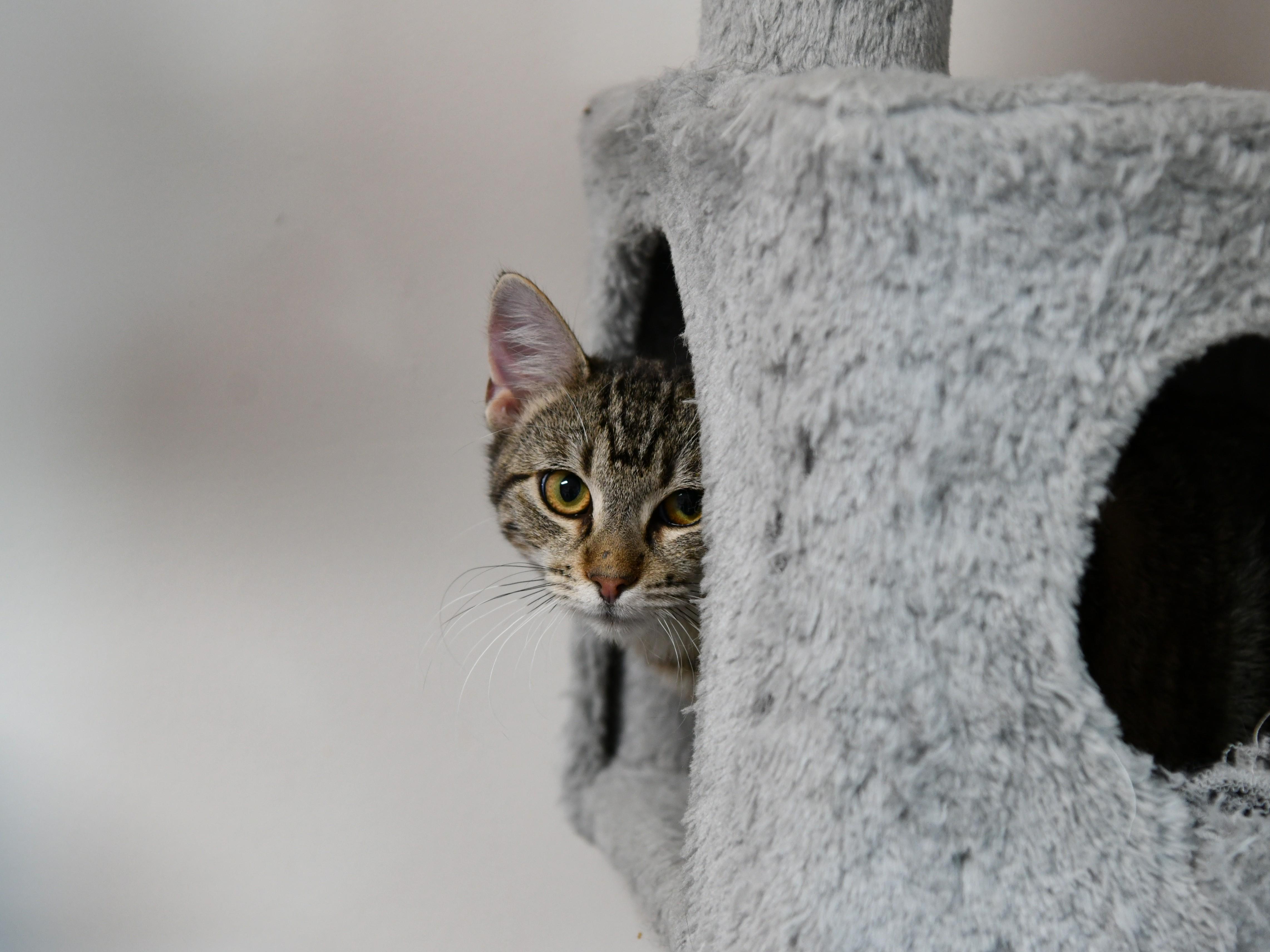 Patty, a ADOPTABLE Domestic Short Hair in Fairhope, AL image 2/3