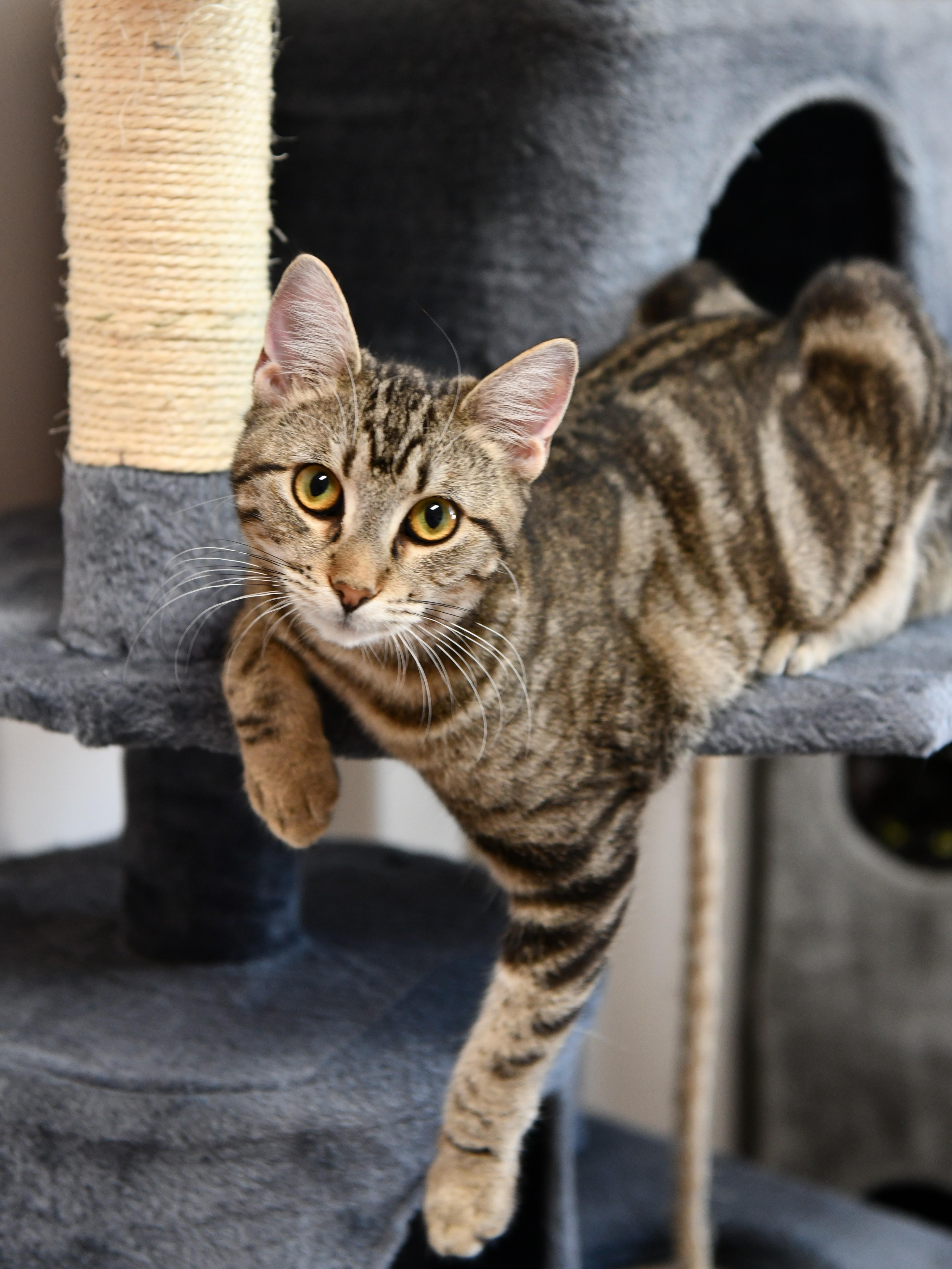 Patty, ADOPTABLE, Young Female Domestic Short Hair.