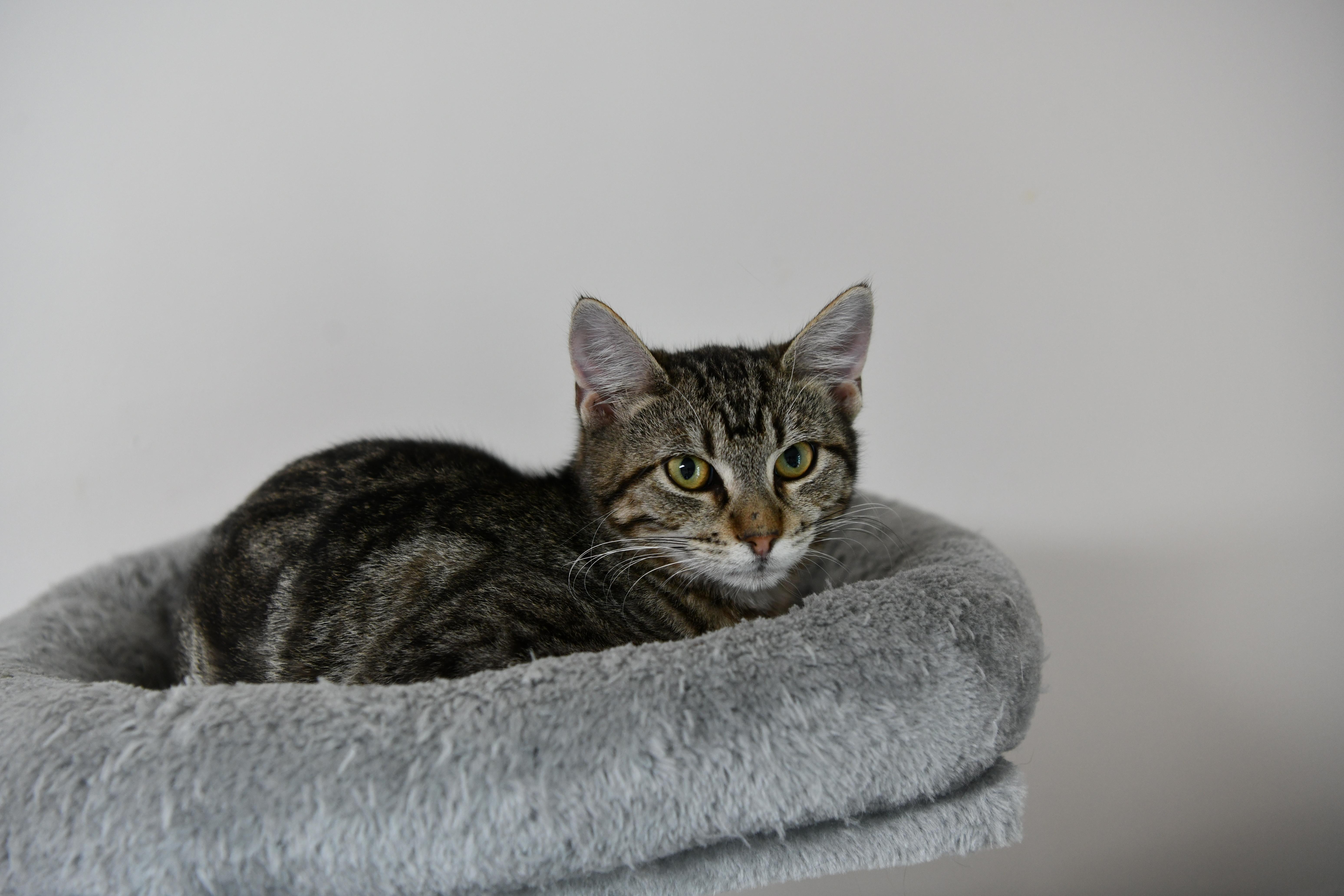 Patty, a ADOPTABLE Domestic Short Hair in Fairhope, AL image 3/3