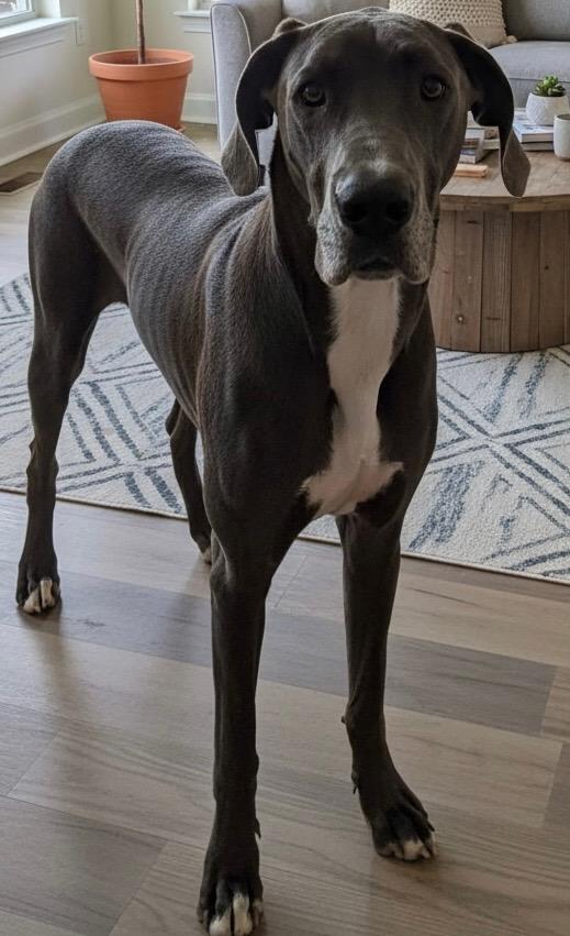 Enlarge Calypso! Gentle girl! , a ADOPTABLE Great Dane in RUSSIAVILLE, IN image 2/2