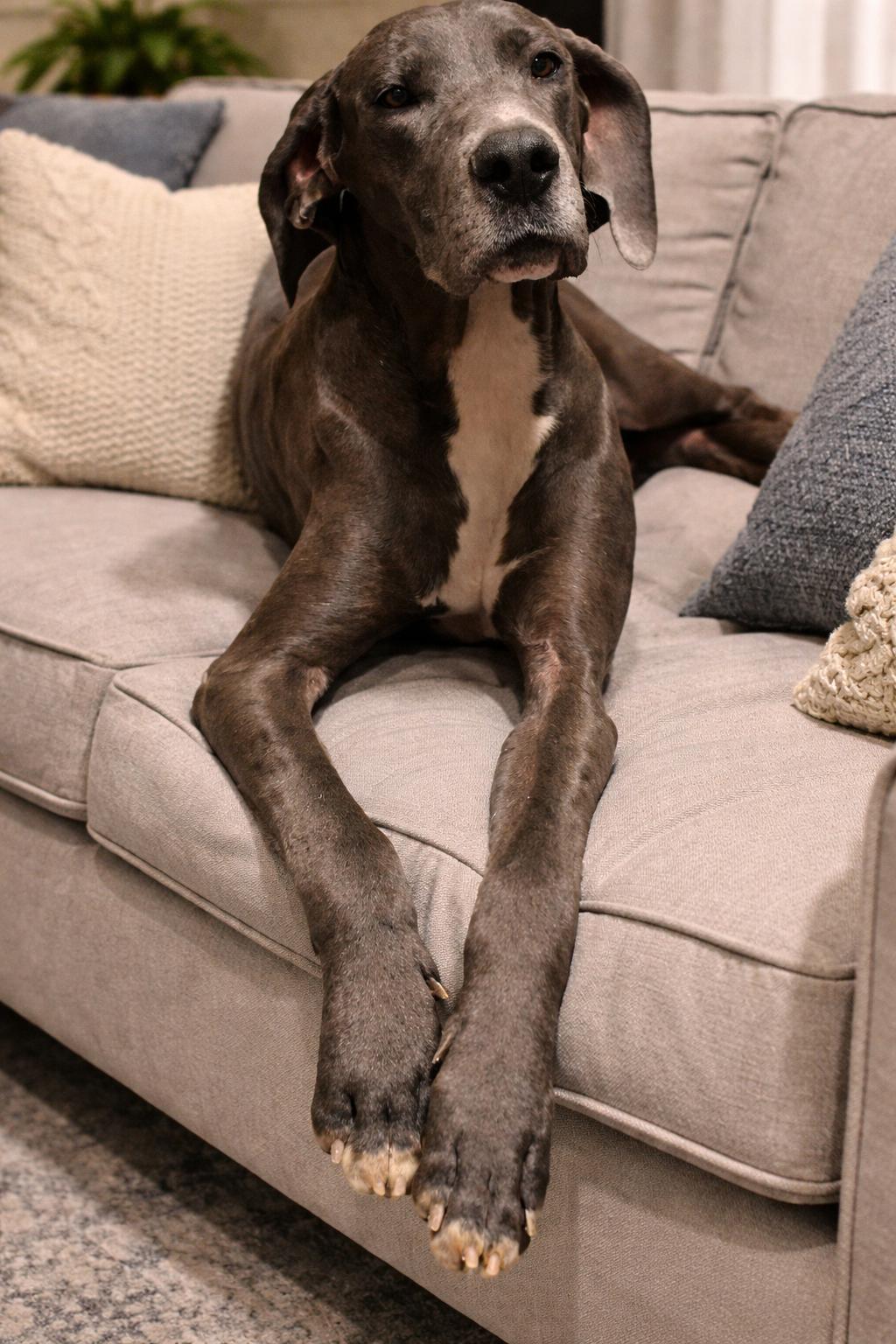 Calypso! Gentle girl! , ADOPTABLE, Young Female Great Dane.