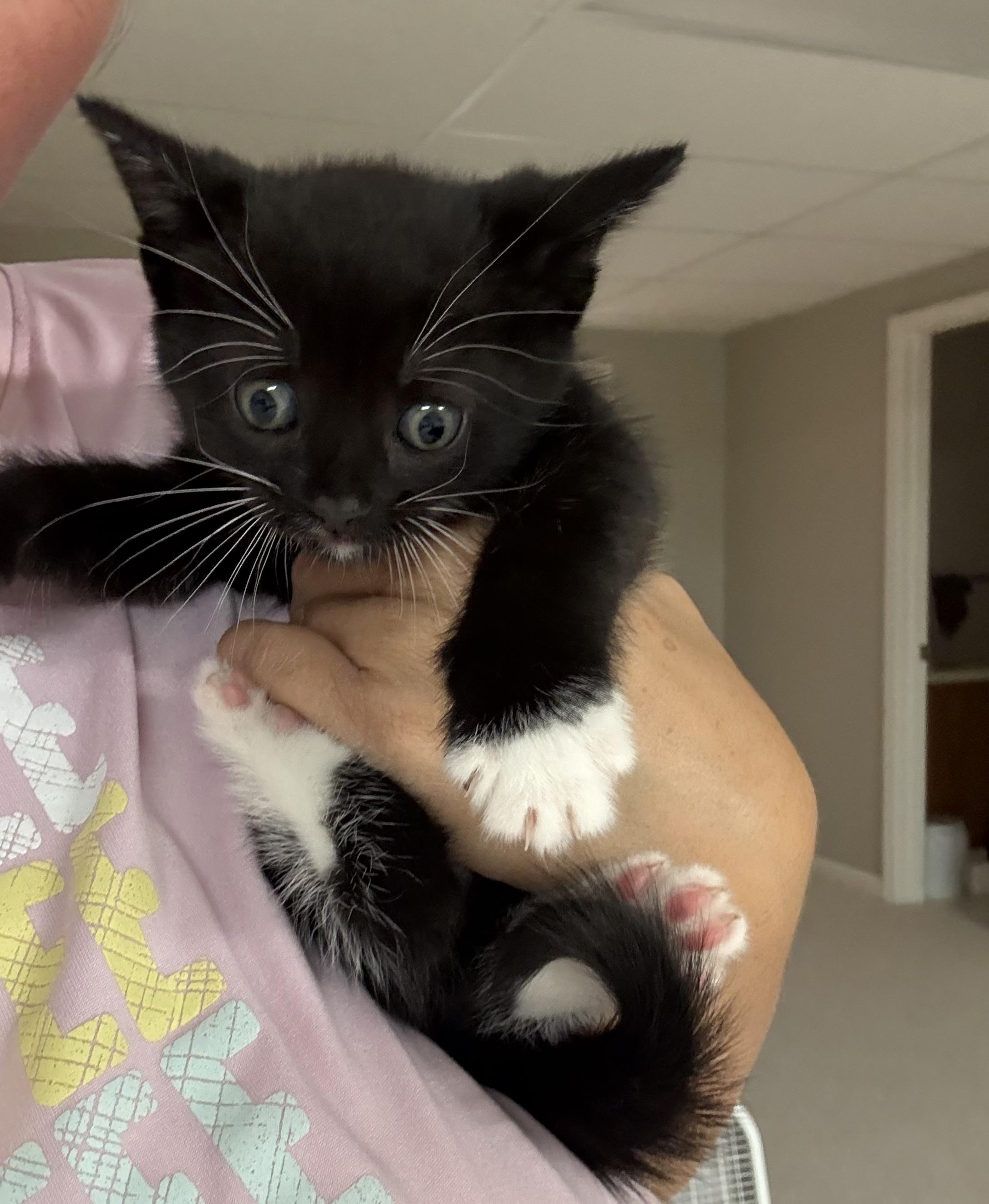 Enlarge Eugene, a Adopted mixed breed in Cleveland, OH image 1/1