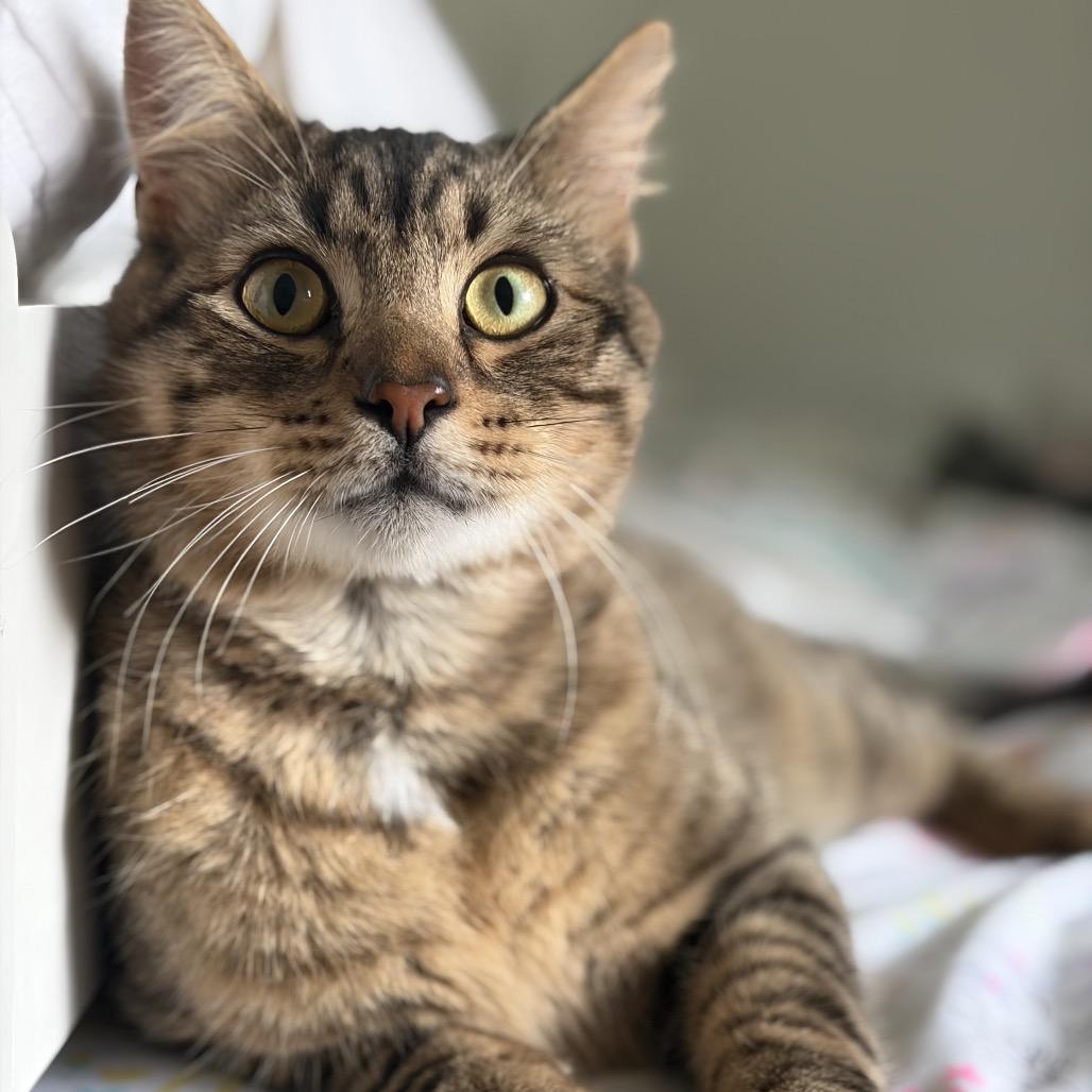 Gunner, Adoptable, Young Male Domestic Short Hair.