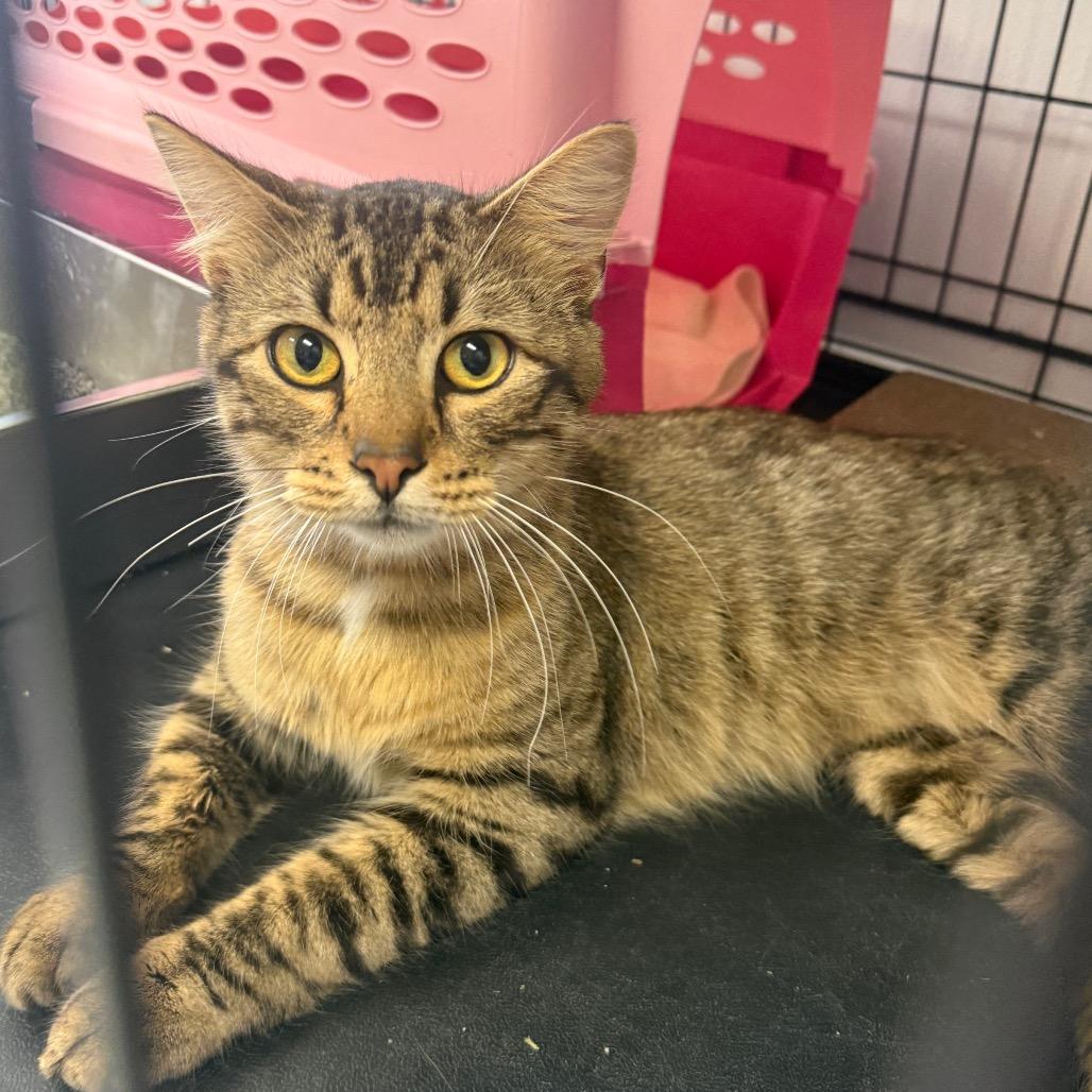 Gunner, a Adoptable Domestic Short Hair in Houston, TX image 2/4