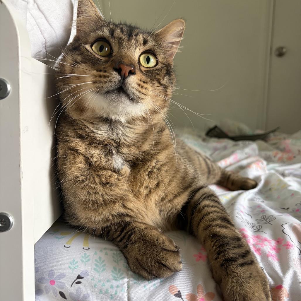 Gunner, a Adoptable Domestic Short Hair in Houston, TX image 3/4