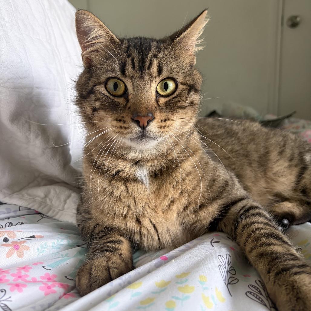 Gunner, a Adoptable Domestic Short Hair in Houston, TX image 4/4