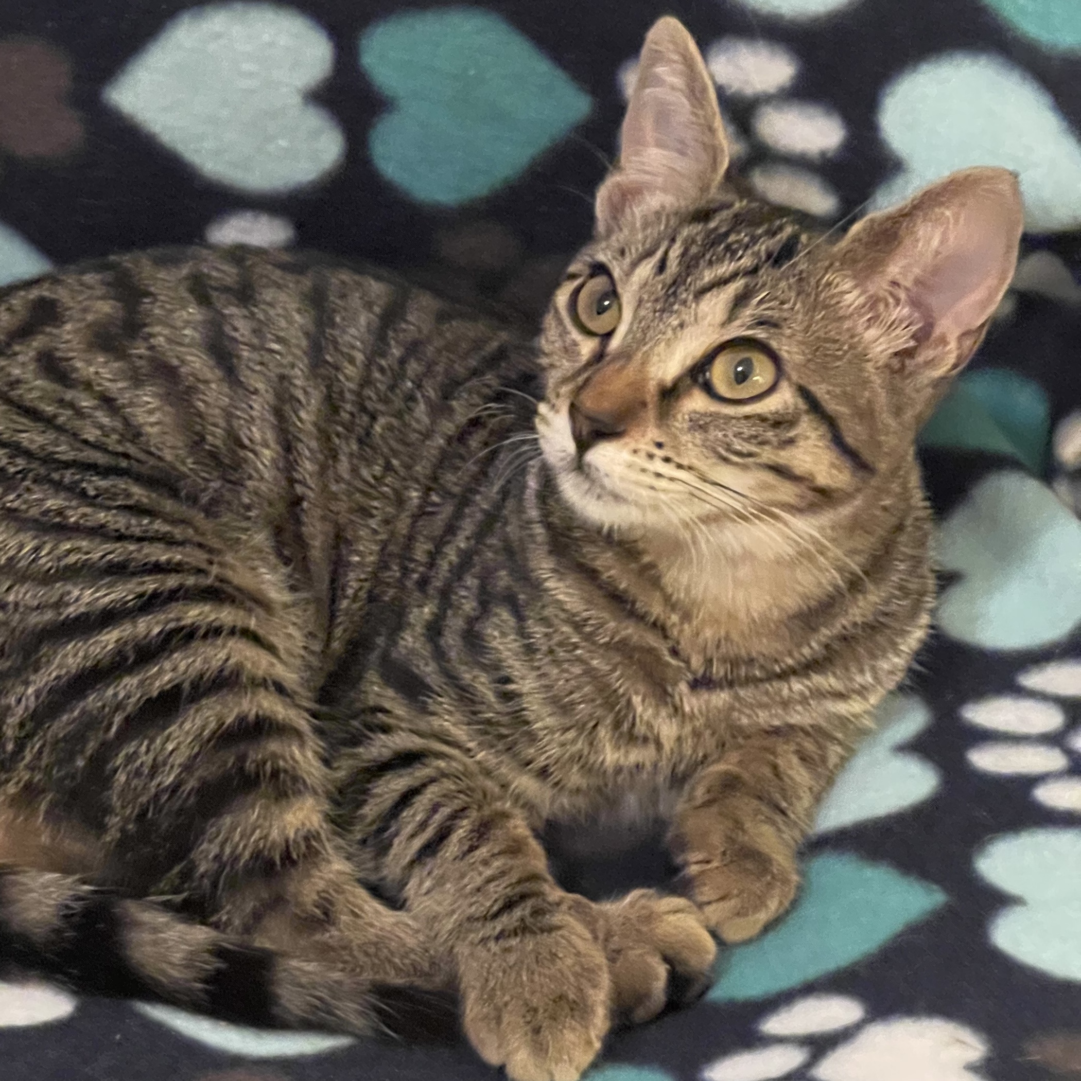 Cat for adoption Jade, a Domestic Short Hair & Tabby Mix in