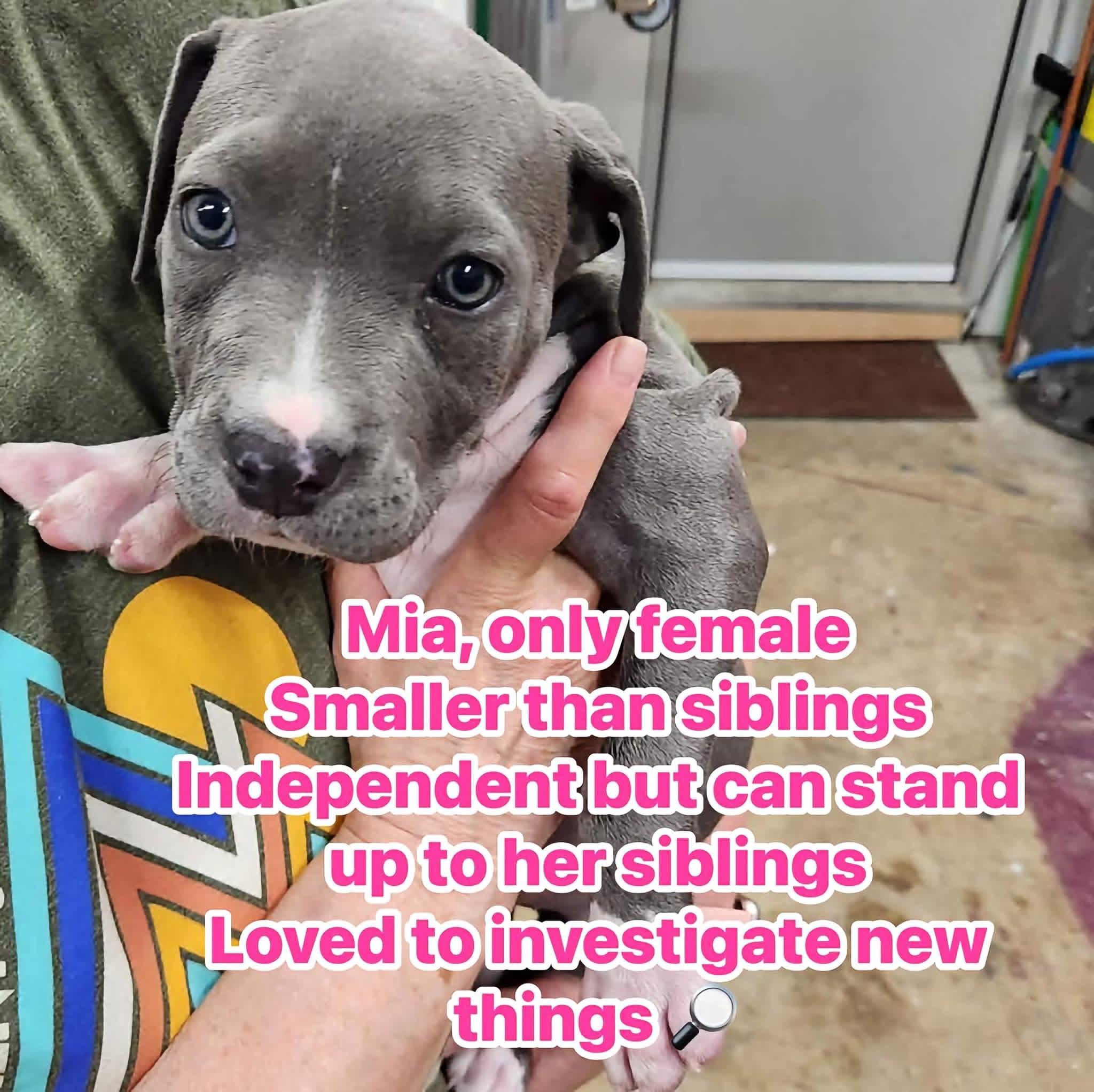 Mia, adopted, Puppy Female Pit Bull Terrier.