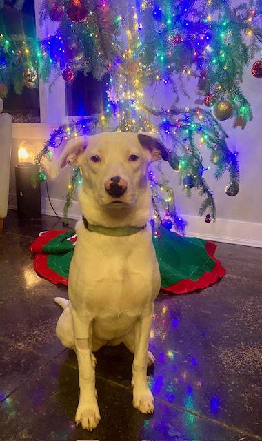 Petunia, Adopted, Young Female Pit Bull Terrier.