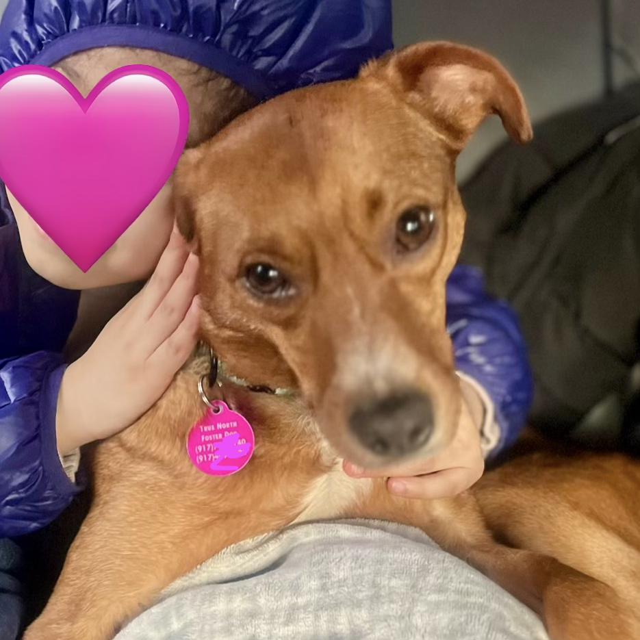 Enlarge Ruby, a Adoptable mixed breed in Brooklyn, NY image 1/6