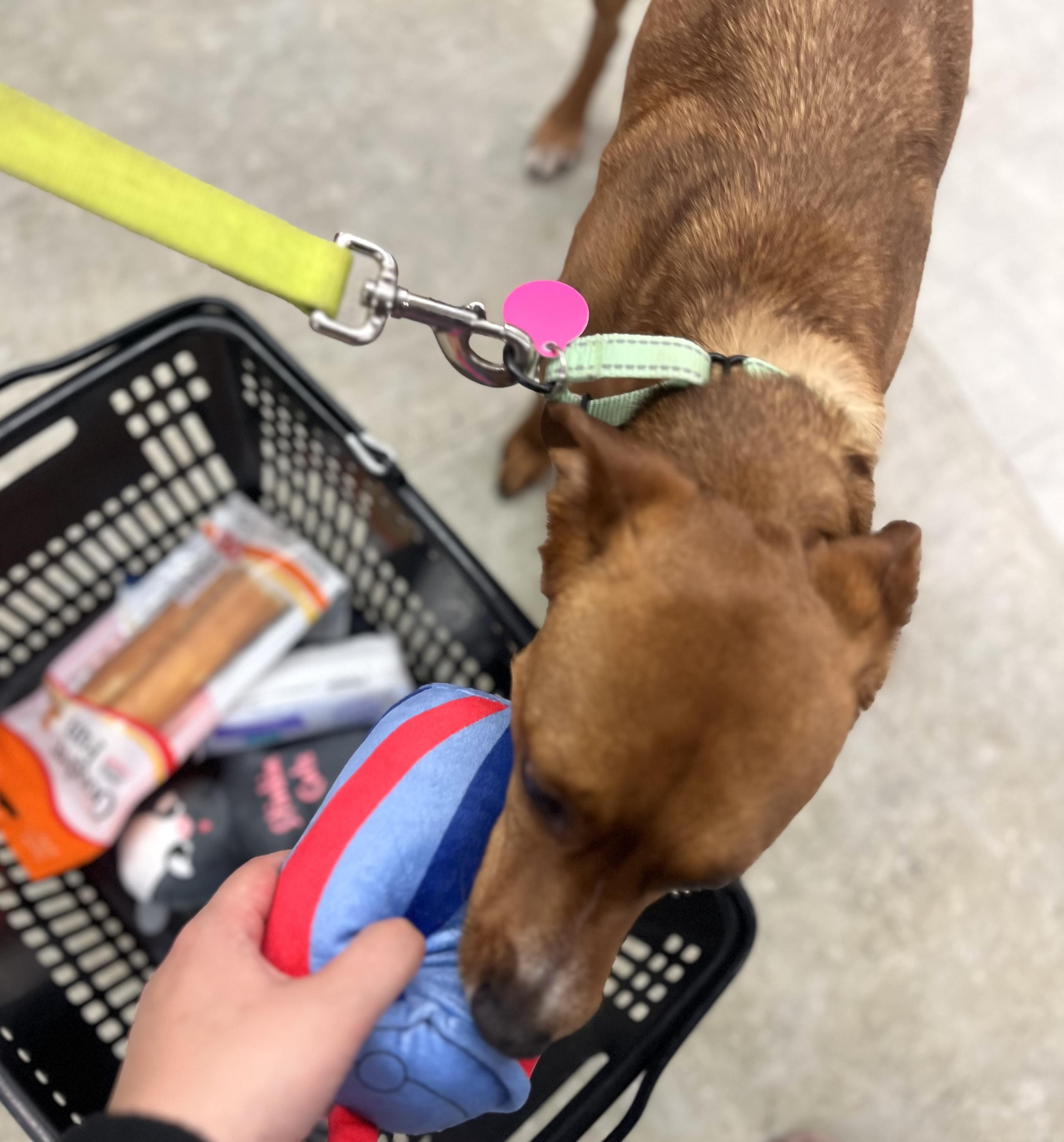 Enlarge Ruby, a Adoptable mixed breed in Brooklyn, NY image 6/6