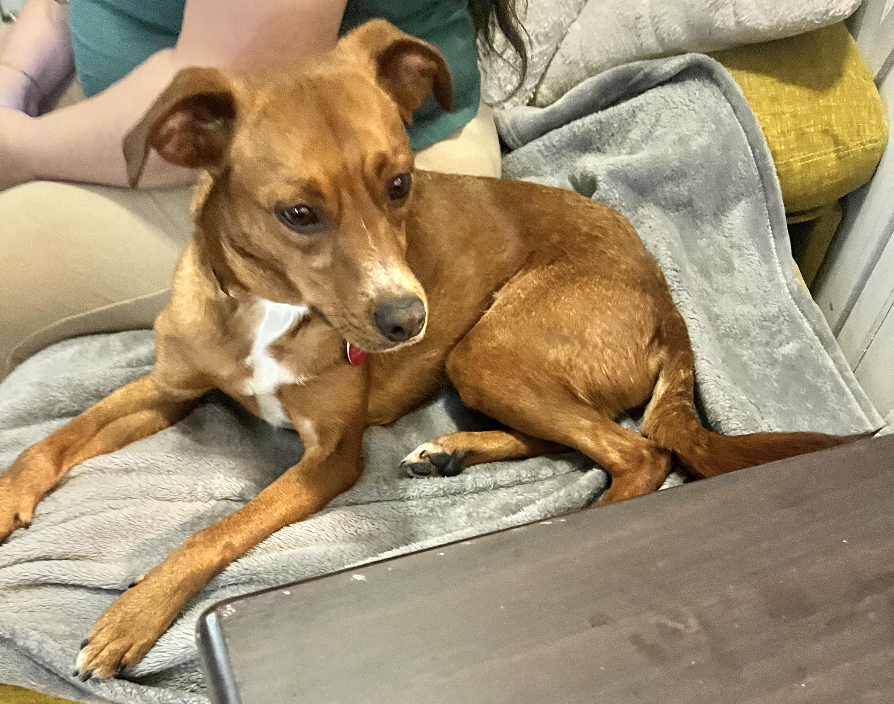 Enlarge Ruby, a Adoptable mixed breed in Brooklyn, NY image 5/6