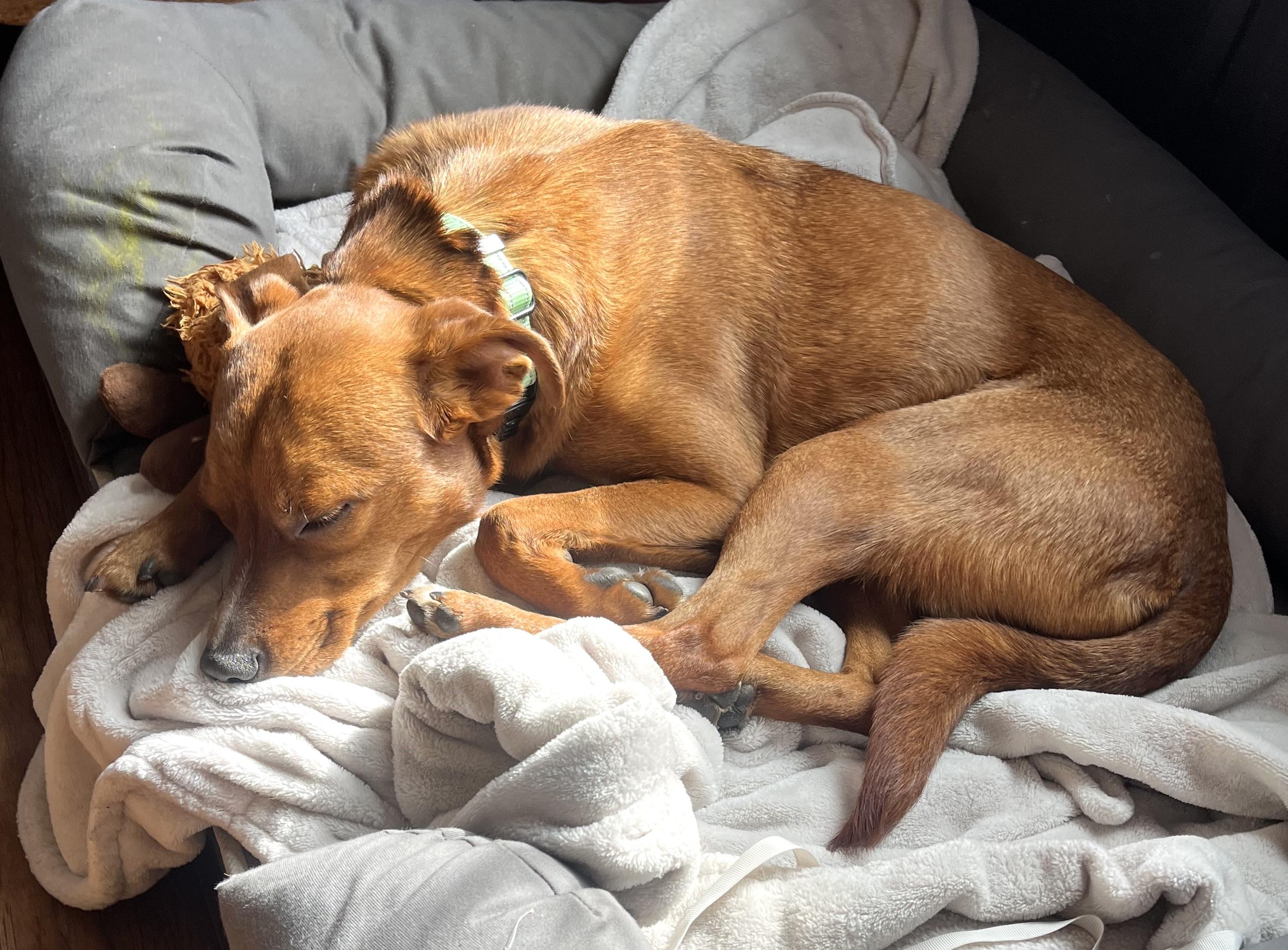 Enlarge Ruby, a Adoptable mixed breed in Brooklyn, NY image 2/6