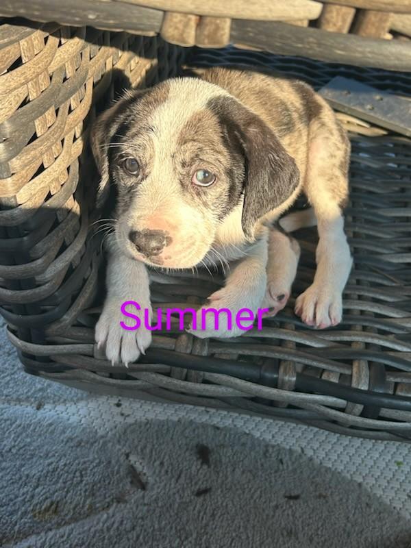 Summer, Skylar, Scarlett, Stella, Baby Female Australian Shepherd