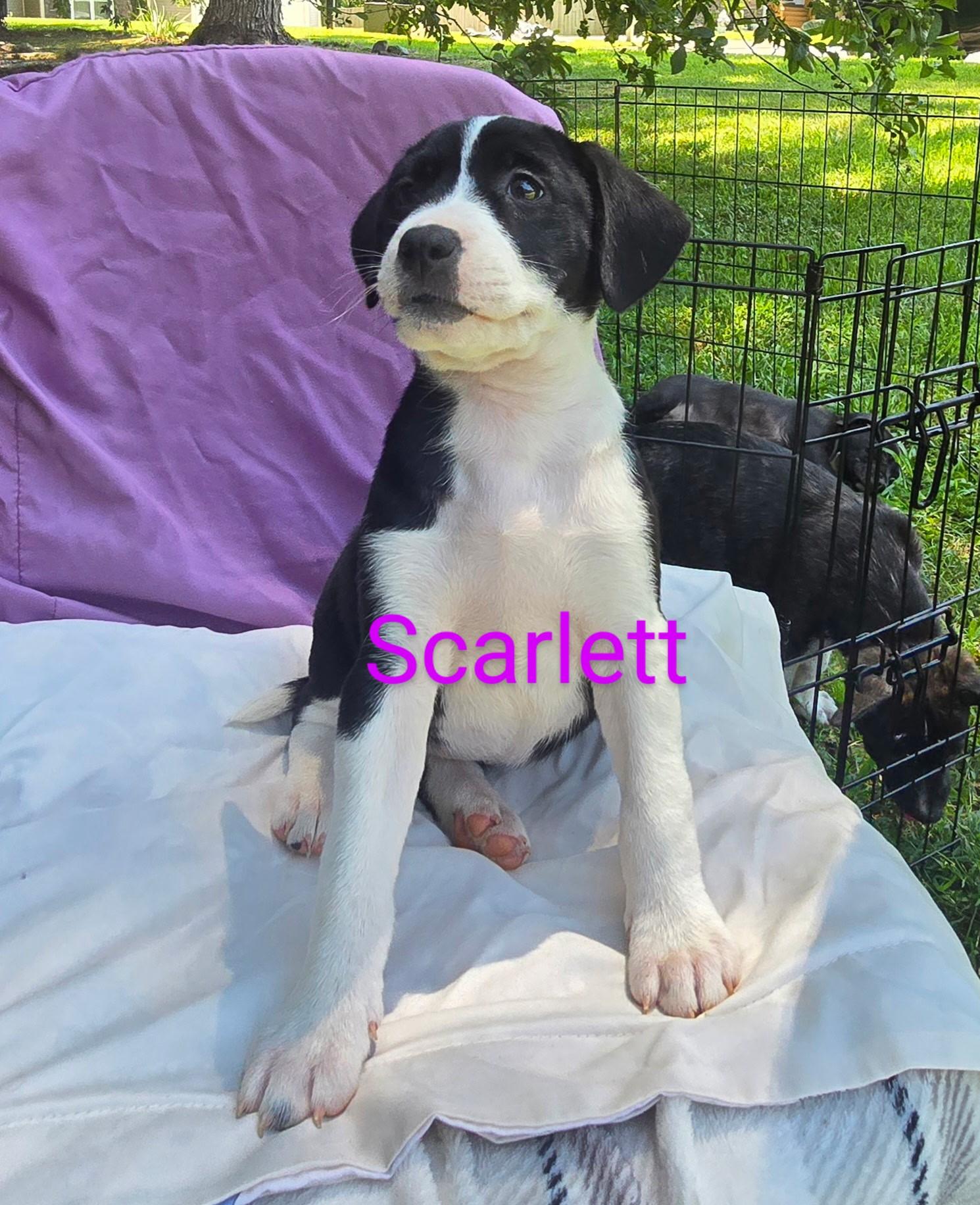 Summer, Skylar, Scarlett, Stella photo 2