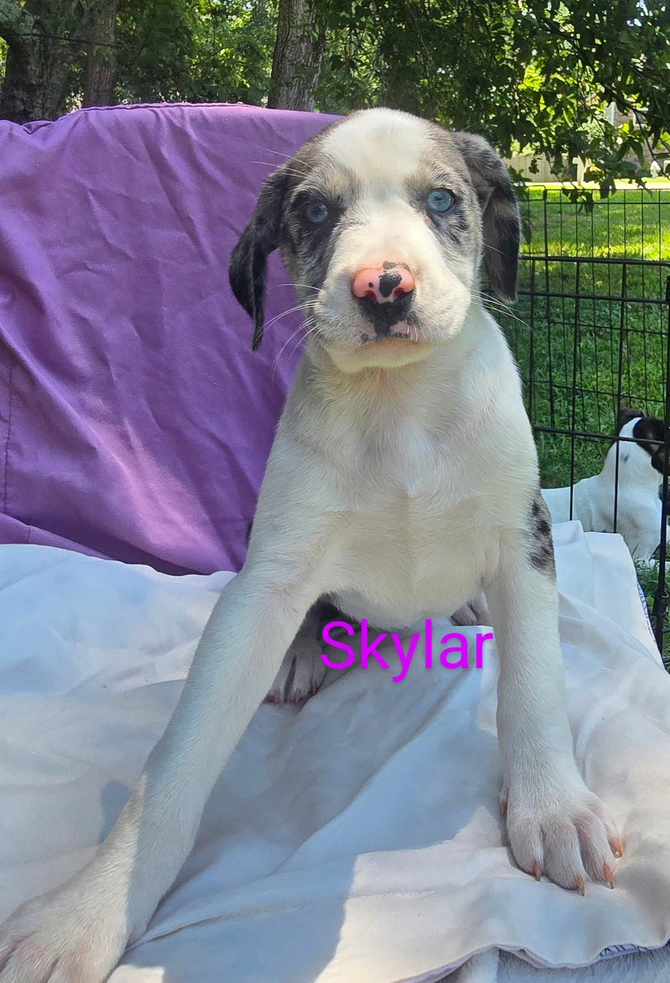 Summer, Skylar, Scarlett, Stella photo 3