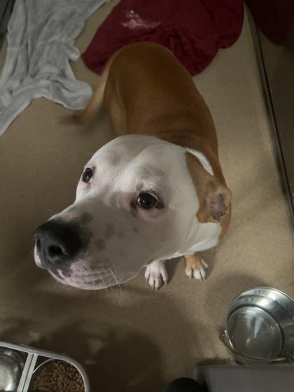 Giblet, a Adoptable mixed breed in Lewisville, TX image 1/3