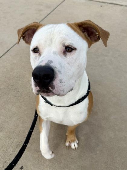Giblet, Adoptable, Adult Male Pit Bull Terrier & Mixed Breed.