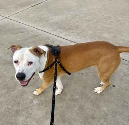 Enlarge Giblet, a Adoptable mixed breed in Lewisville, TX image 1/3