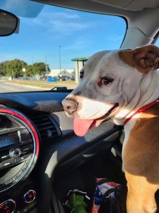 Enlarge Giblet, a Adoptable mixed breed in Lewisville, TX image 2/3