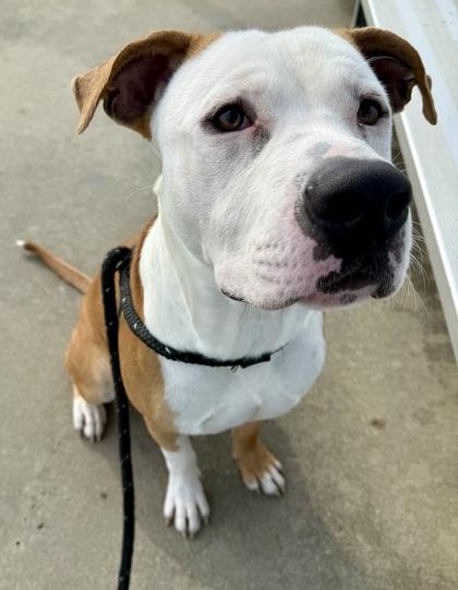 Giblet, Adoptable, Adult Male Pit Bull Terrier & Mixed Breed.