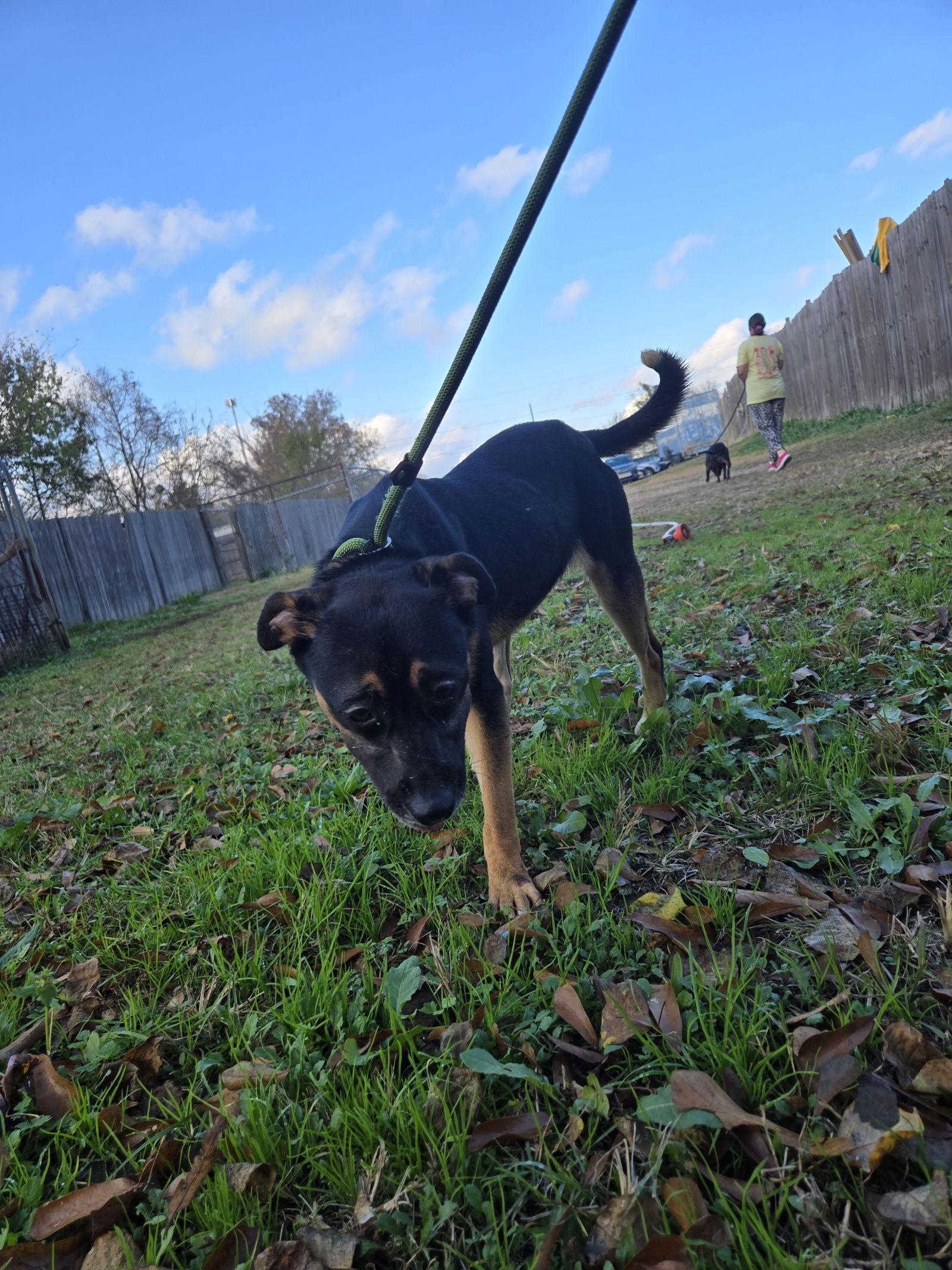 Little Miss, Adoptable, Young Female Mountain Cur.