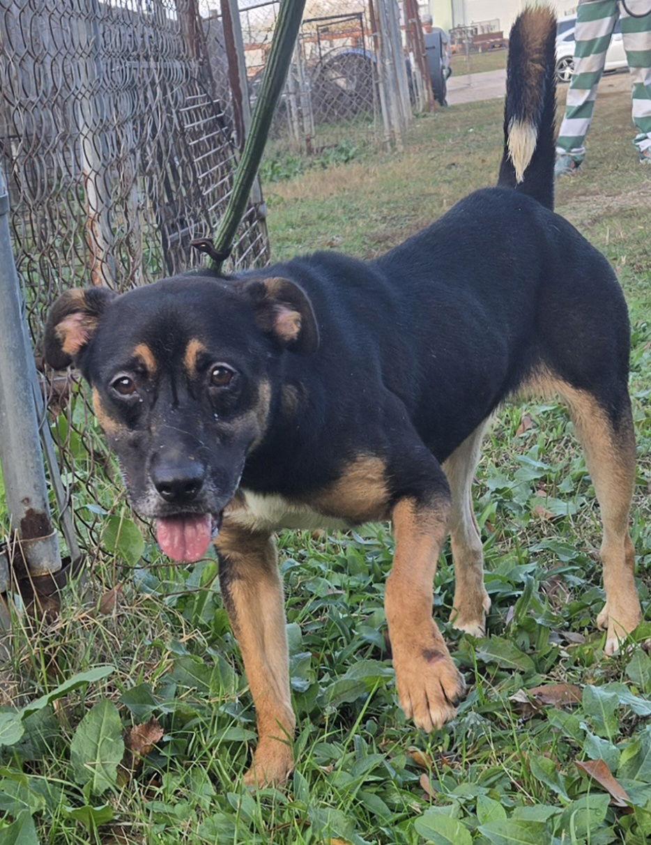 Enlarge Little Miss, a Adoptable Mountain Cur in Jackson, MS image 2/3