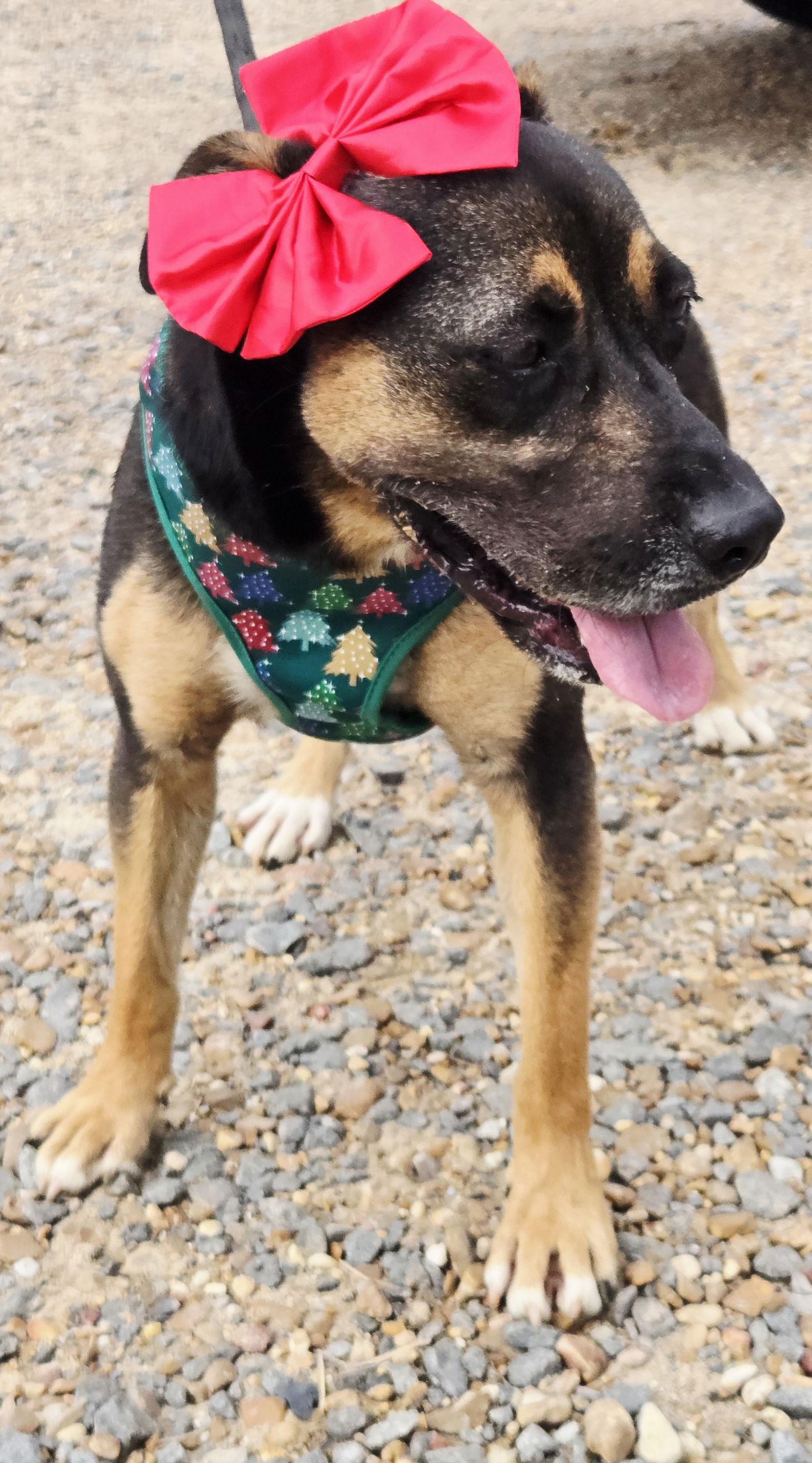 Enlarge Little Miss, a Adoptable Mountain Cur in Jackson, MS image 3/3