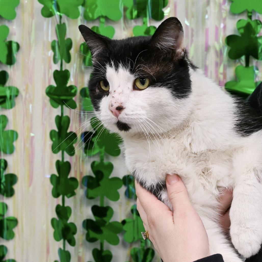 Enlarge Chess - In Foster to Adopt, a Adoptable Domestic Short Hair in Naperville, IL image 1/6