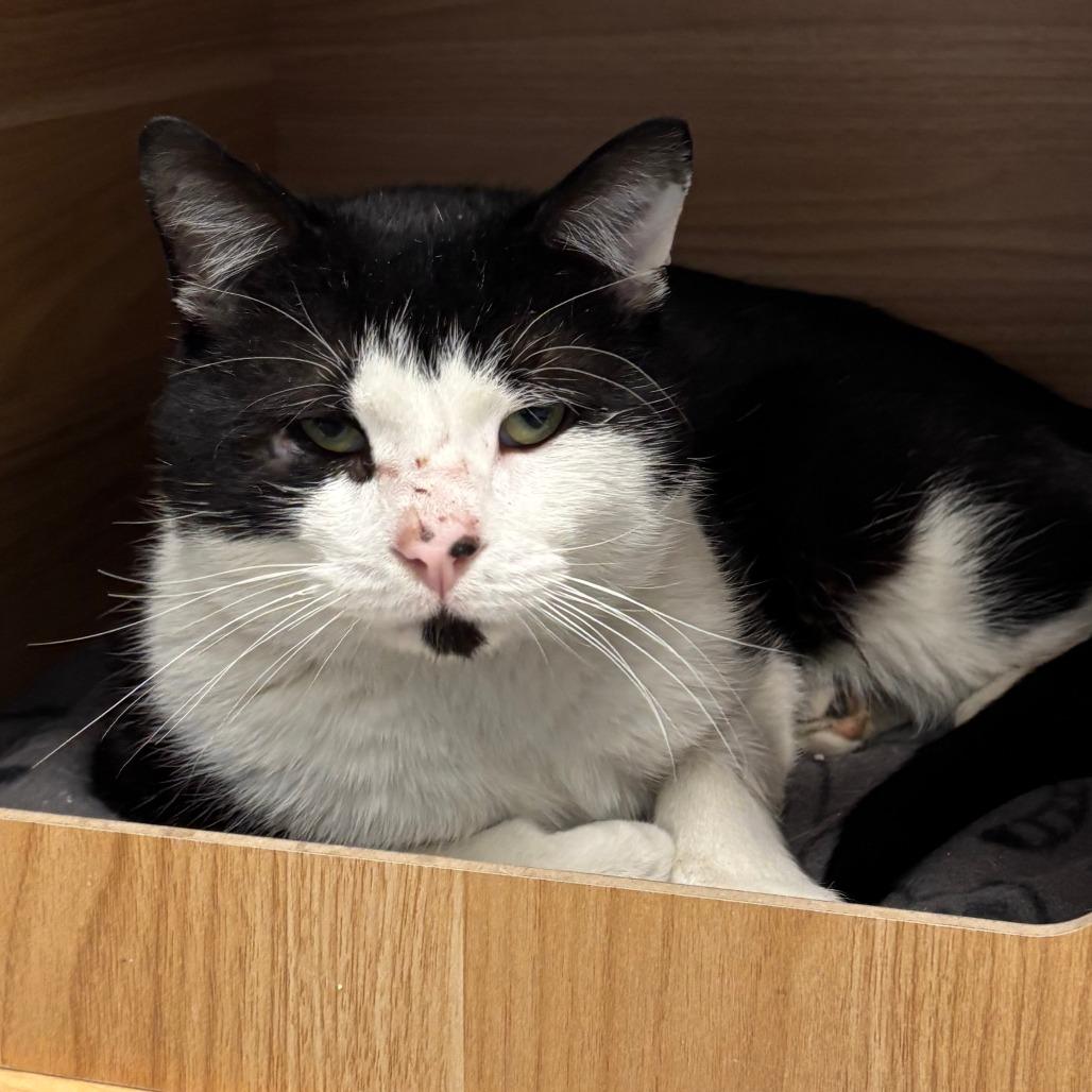 Chess - Adoption Pending