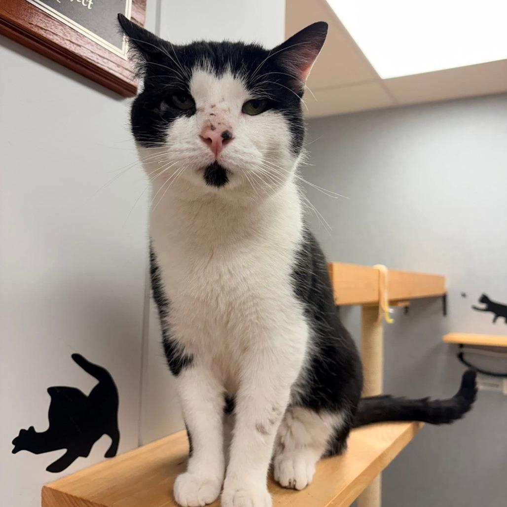 Enlarge Chess - In Foster to Adopt, a Adoptable Domestic Short Hair in Naperville, IL image 2/6