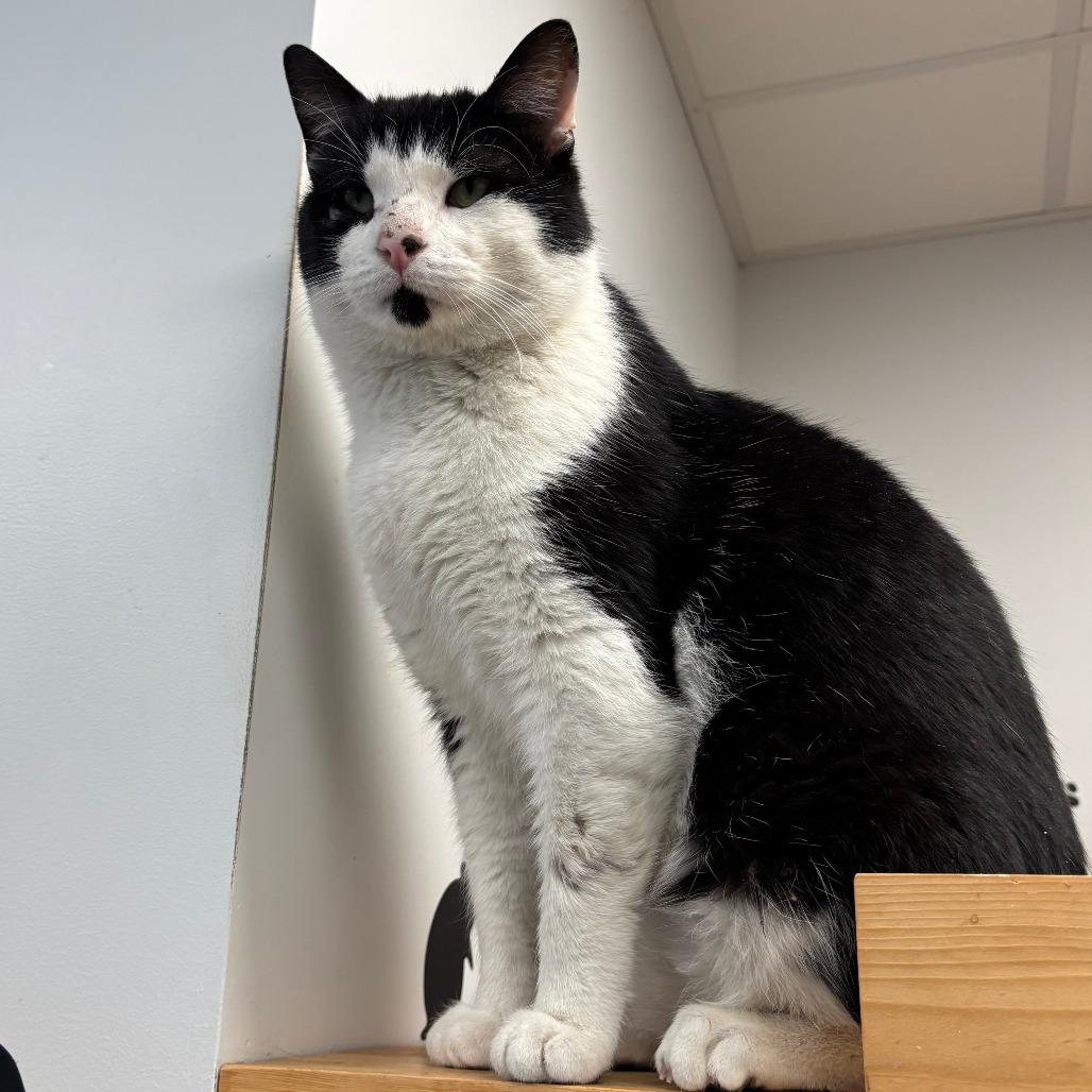 Enlarge Chess - In Foster to Adopt, a Adoptable Domestic Short Hair in Naperville, IL image 3/6