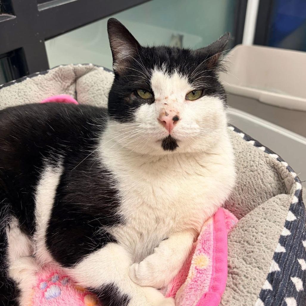 Enlarge Chess - In Foster to Adopt, a Adoptable Domestic Short Hair in Naperville, IL image 4/6