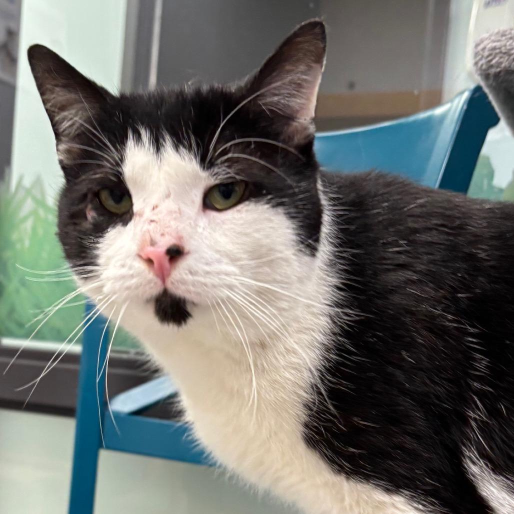 Enlarge Chess - In Foster to Adopt, a Adoptable Domestic Short Hair in Naperville, IL image 5/6