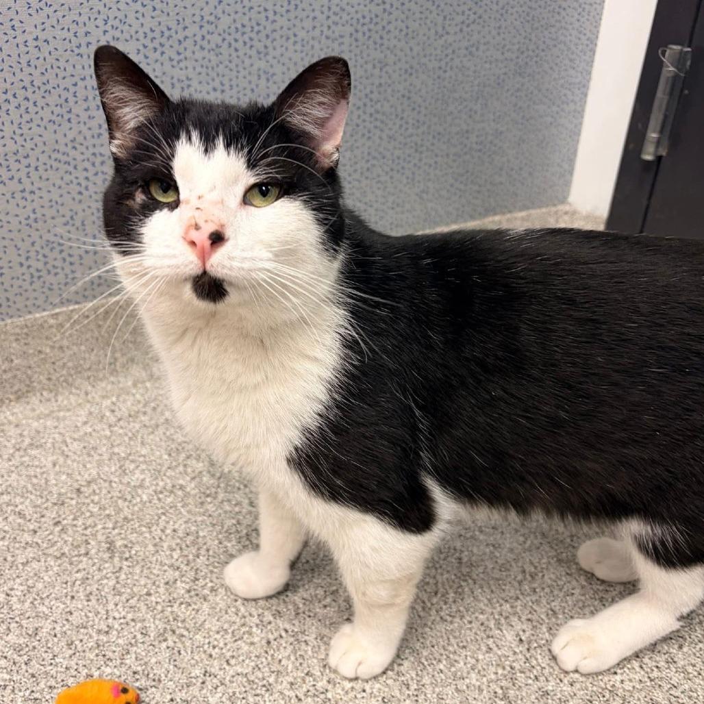 Enlarge Chess - In Foster to Adopt, a Adoptable Domestic Short Hair in Naperville, IL image 6/6