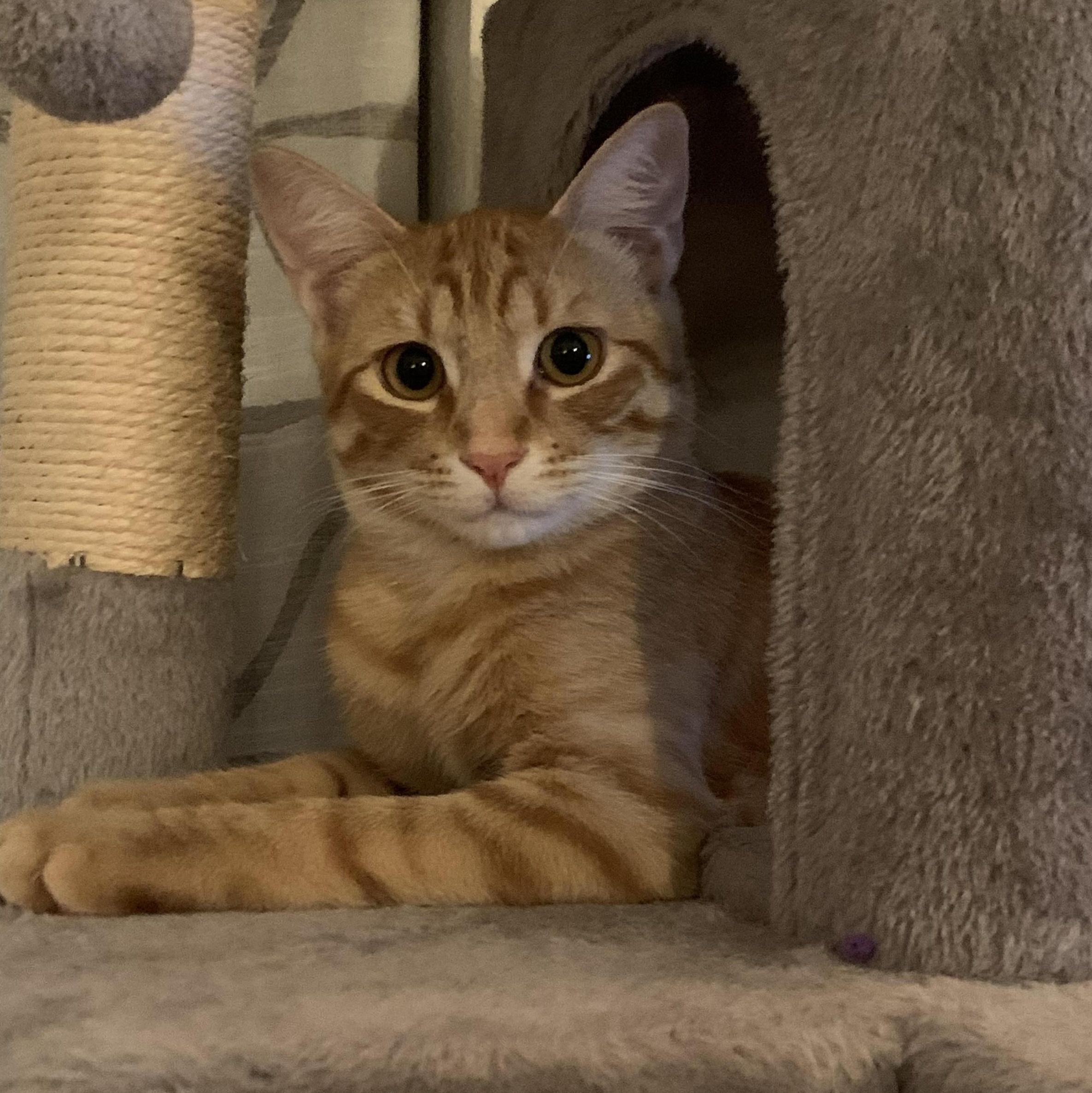 Oscar, an adopted Domestic Short Hair in Scottsdale, AZ image 2/4