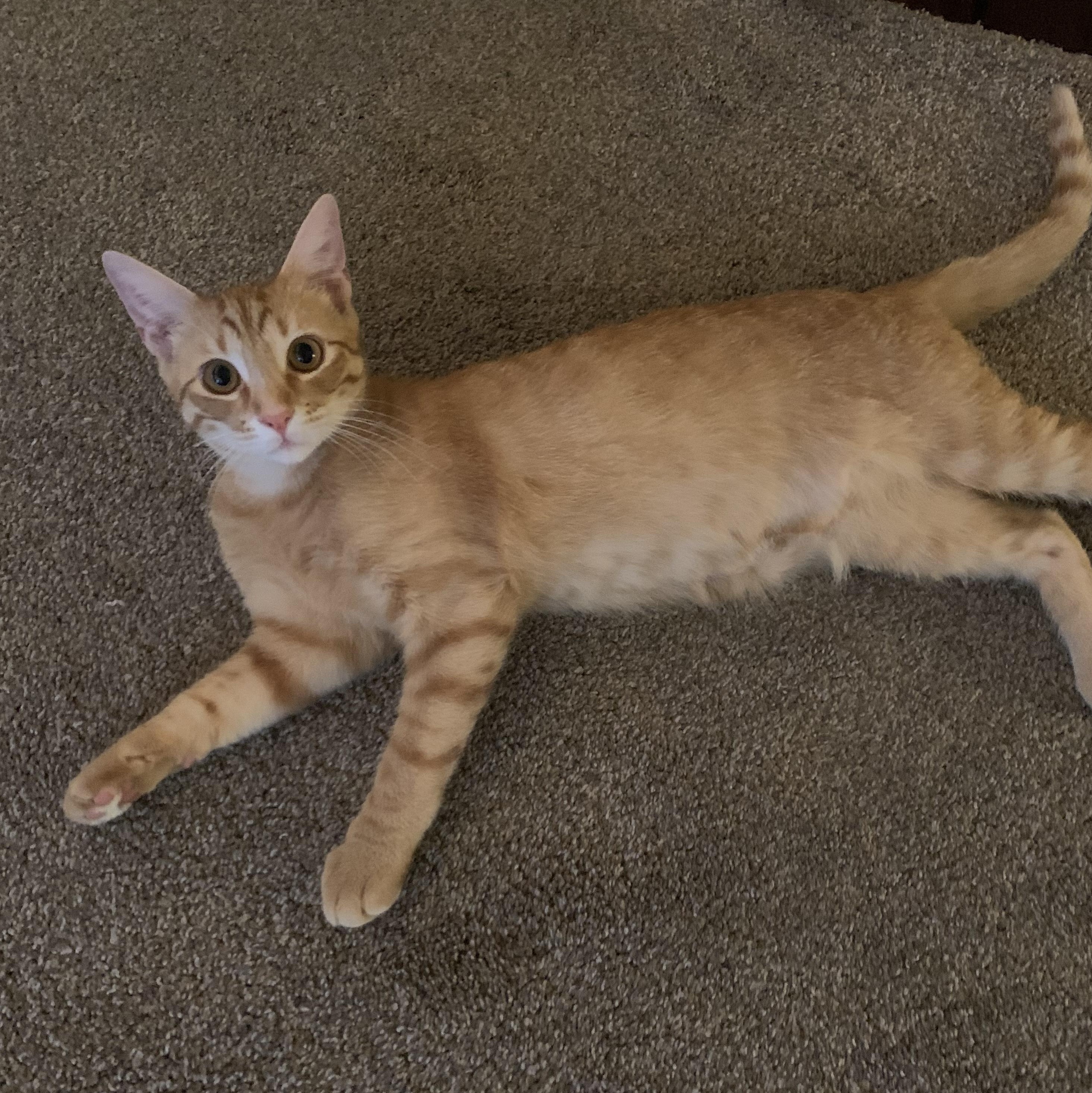 Oscar, an adopted Domestic Short Hair in Scottsdale, AZ image 4/4