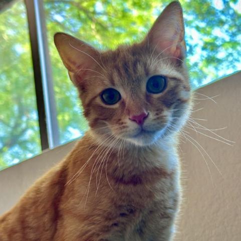 Oscar, adopted, Young Male Domestic Short Hair.