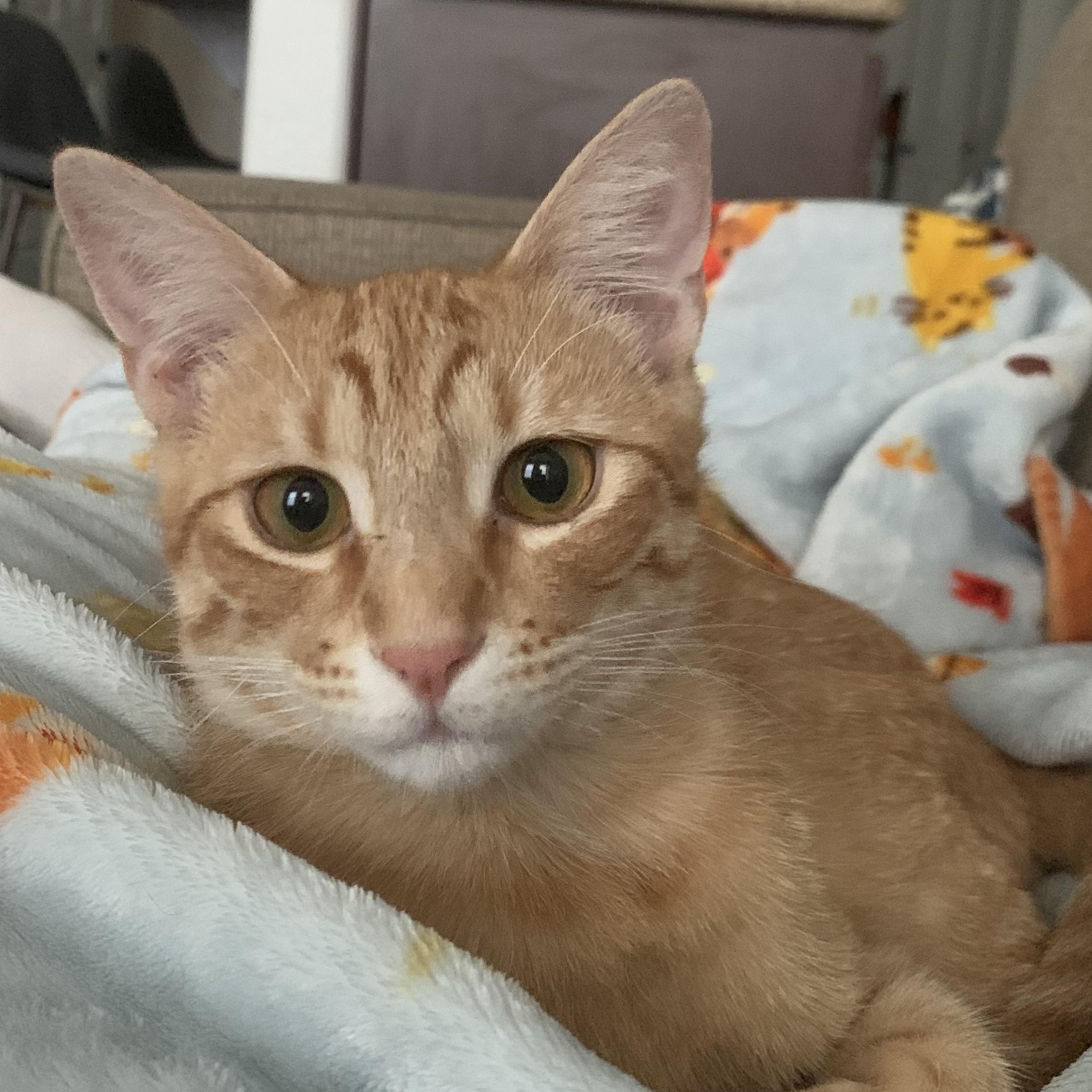 Oscar, an adopted Domestic Short Hair in Scottsdale, AZ image 3/4