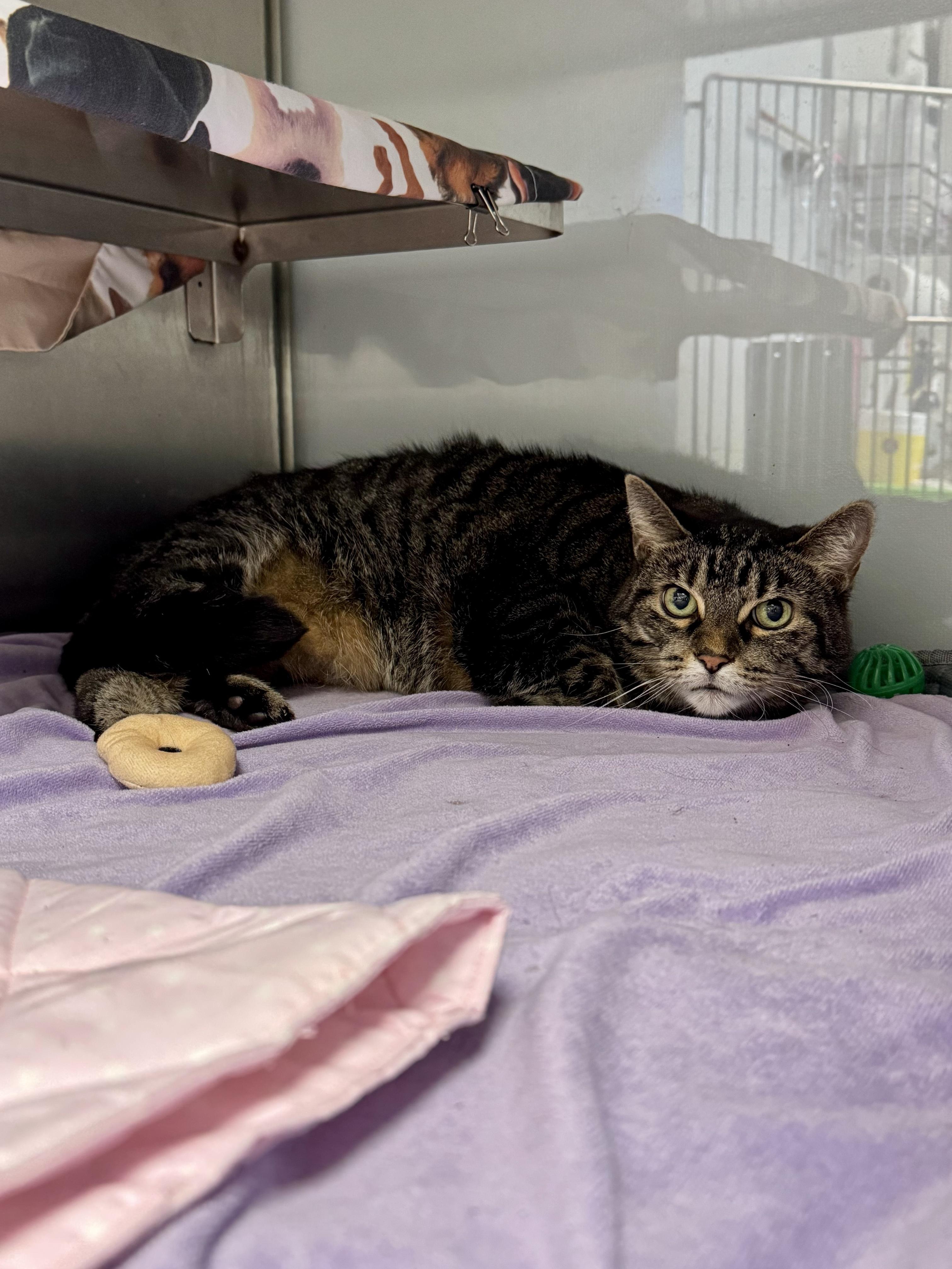 Enlarge Lillie, a Adoptable Domestic Short Hair in Midland, MI image 1/2