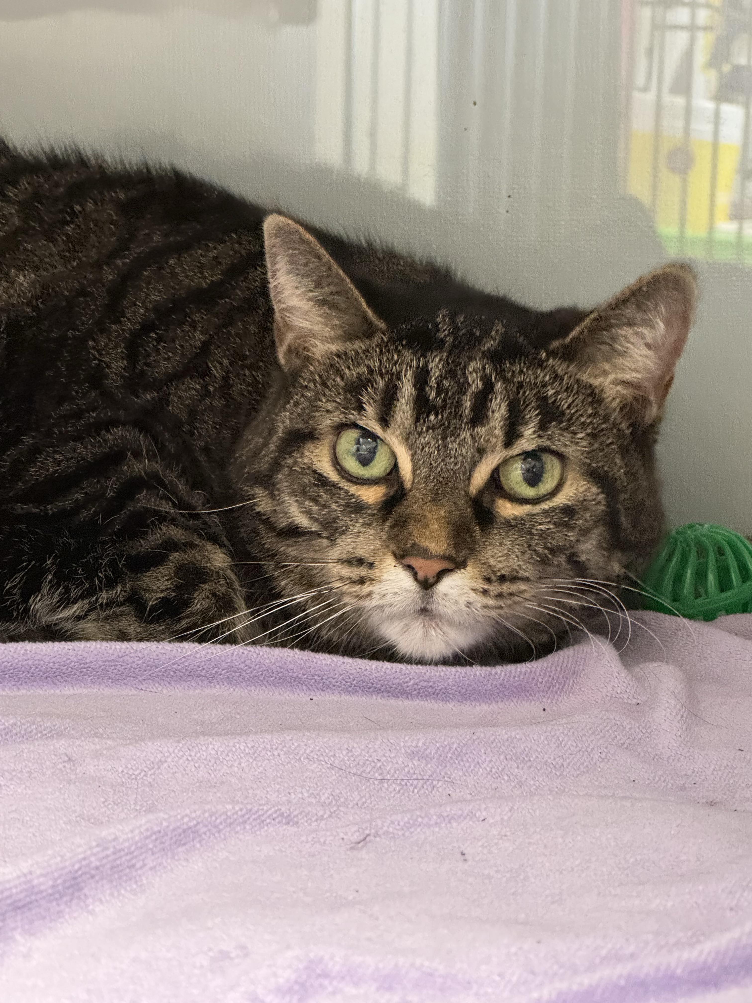 Enlarge Lillie, a Adoptable Domestic Short Hair in Midland, MI image 2/2
