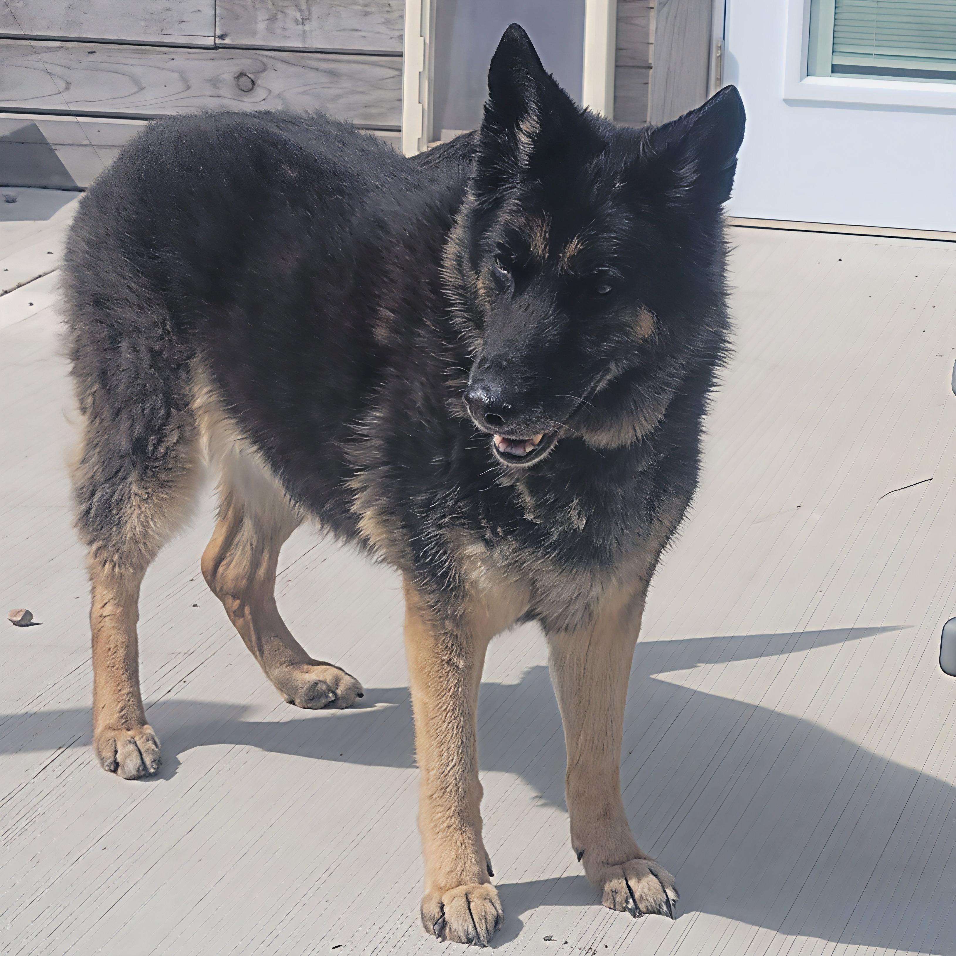 Enlarge Gretchen, a ADOPTABLE German Shepherd Dog in Shawnee, KS image 1/1