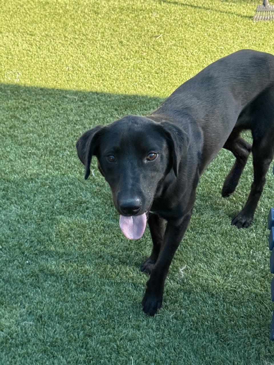 Enlarge Bucky #6, a ADOPTABLE mixed breed in Killingworth, CT image 4/5