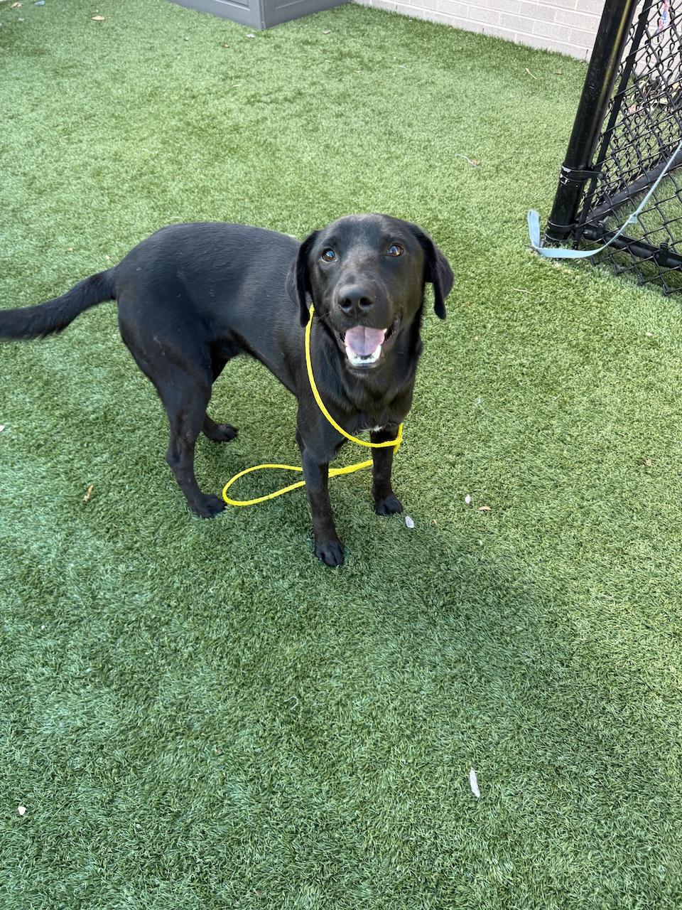 Enlarge Bucky #6, a ADOPTABLE mixed breed in Killingworth, CT image 5/5