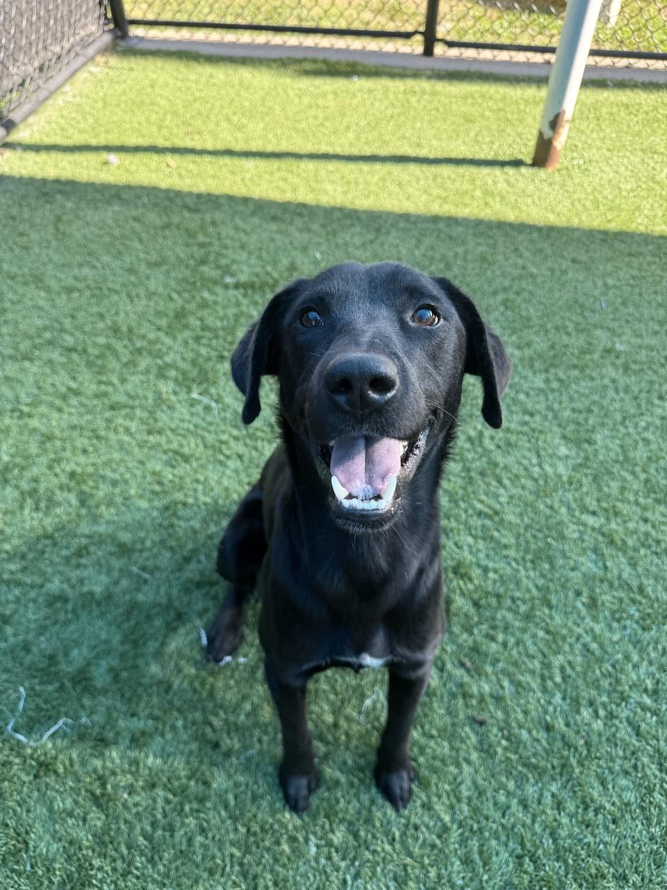 Bucky #6, ADOPTABLE, Young Male Black Labrador Retriever.