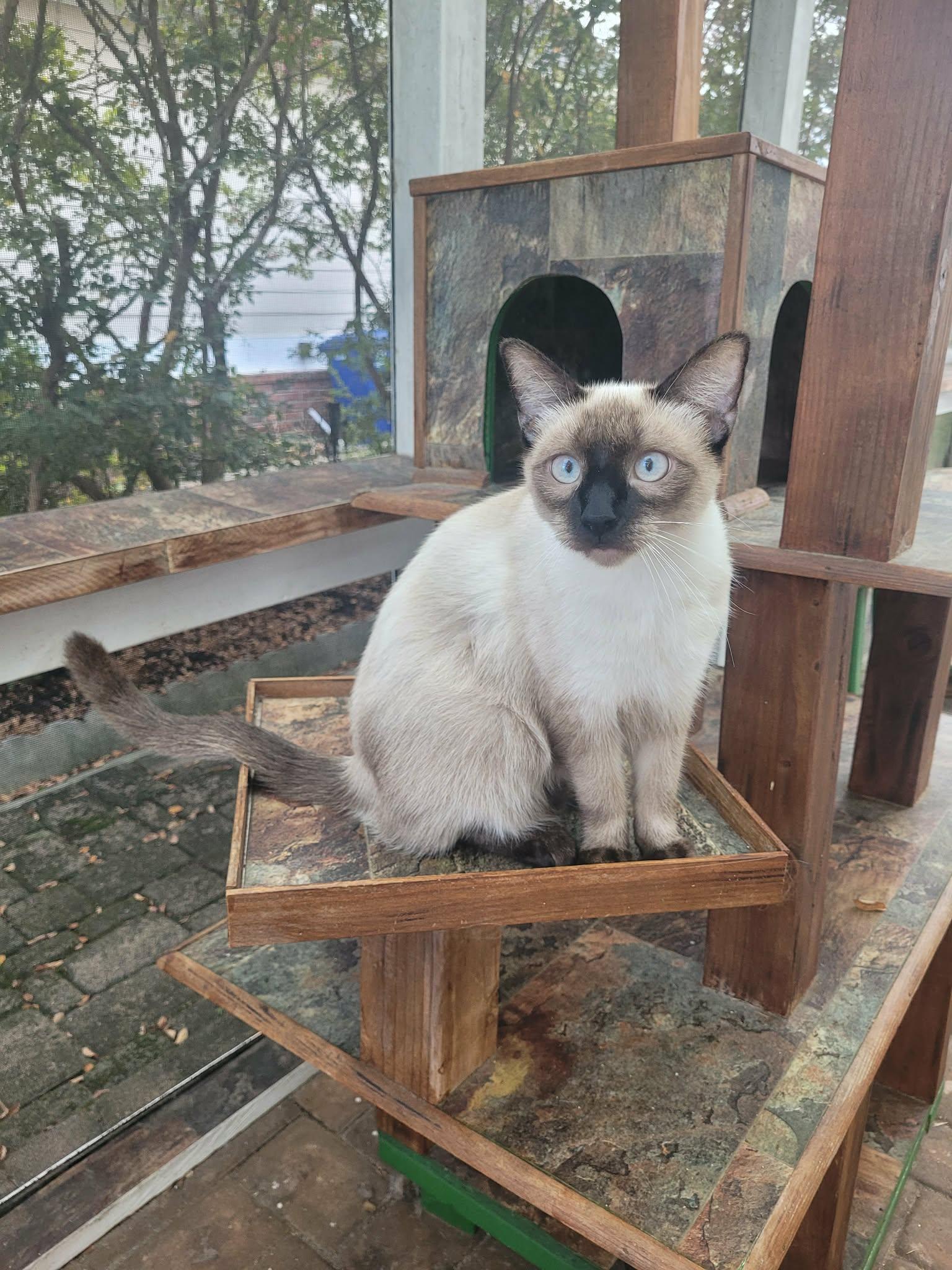 Enlarge Zumi, a Adoptable mixed breed in North Myrtle Beach, SC image 6/6