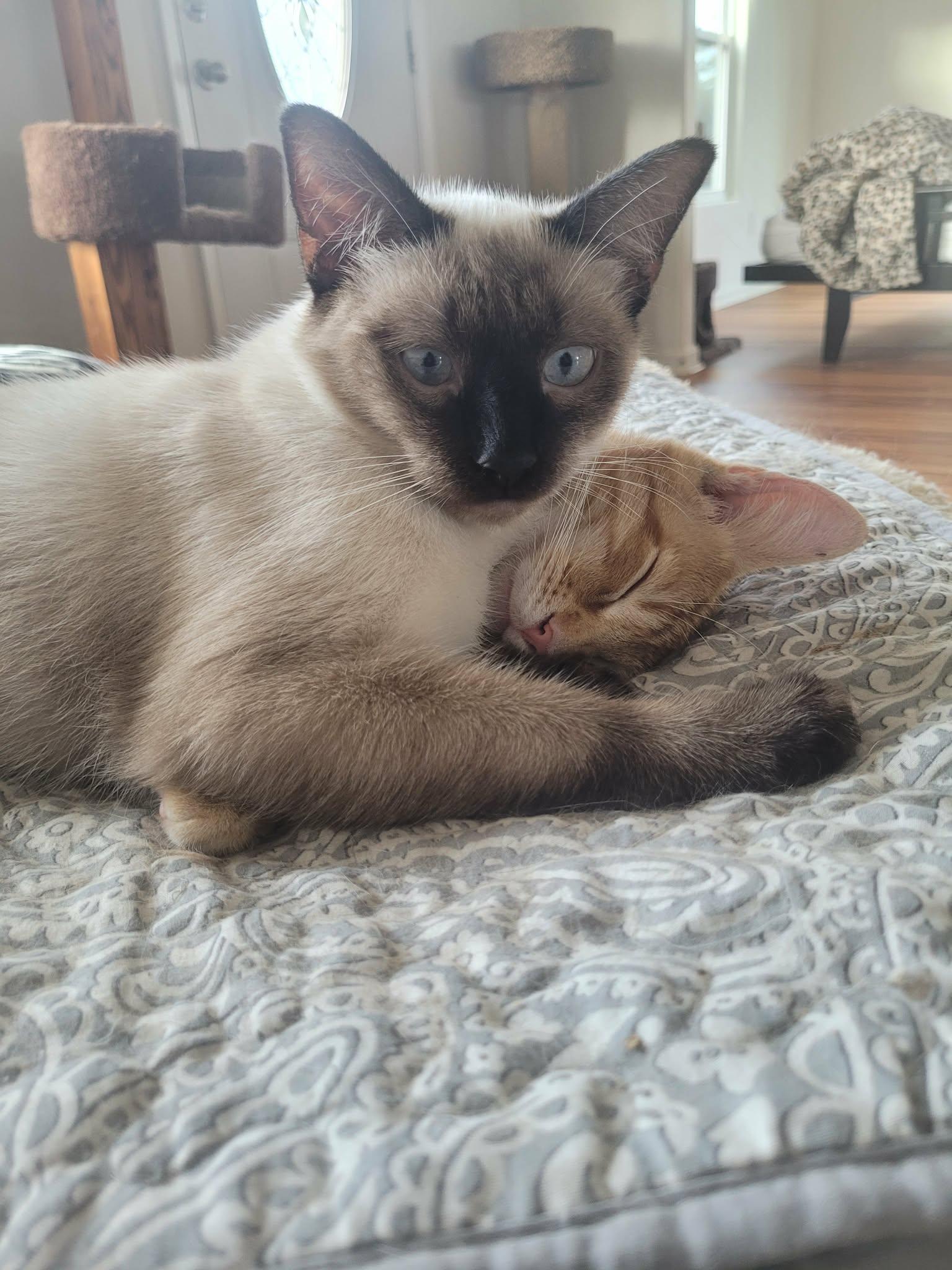 Enlarge Zumi, a Adoptable mixed breed in North Myrtle Beach, SC image 1/6